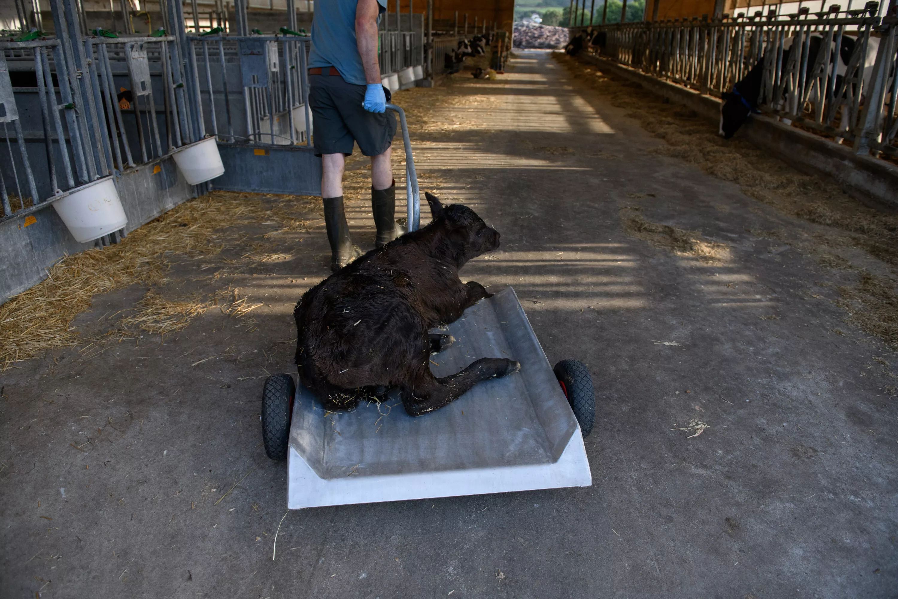 Leche de vaca: así separan a los tenernos en esta industria 5 Ternero es separado y llevado a un corral en la industria de la leche