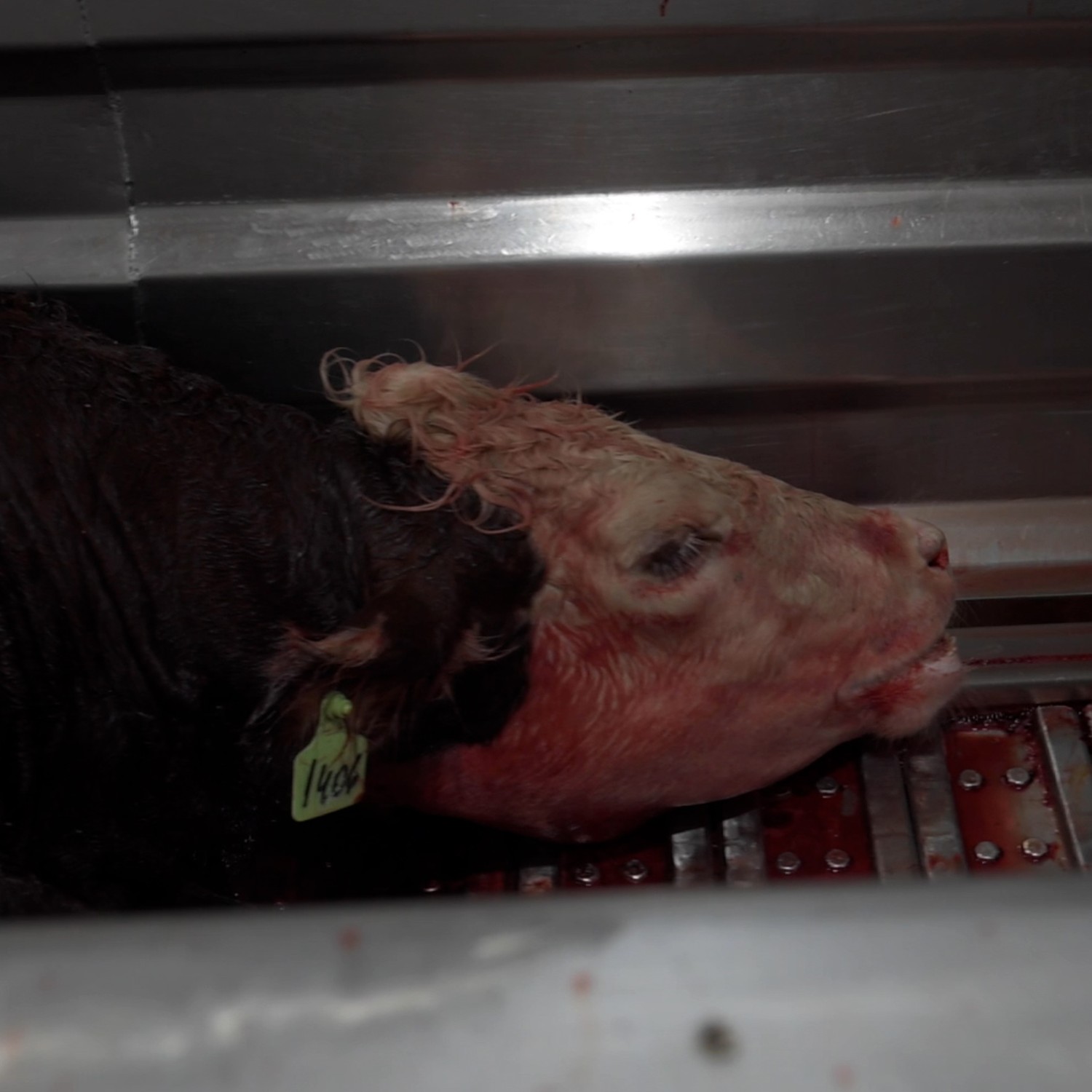 Imagen de la investigación Carne Argentina.