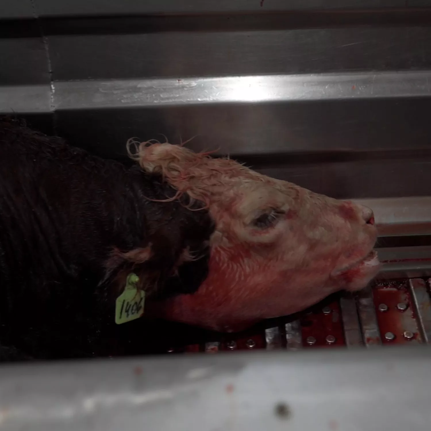 Argentina rechaza problemas de bienestar animal en matadero Santa Giulia; México lo suspendió desde abril 2 Argentina rechaza problemas de bienestar animal en matadero Santa Giulia; México lo suspendió desde abril