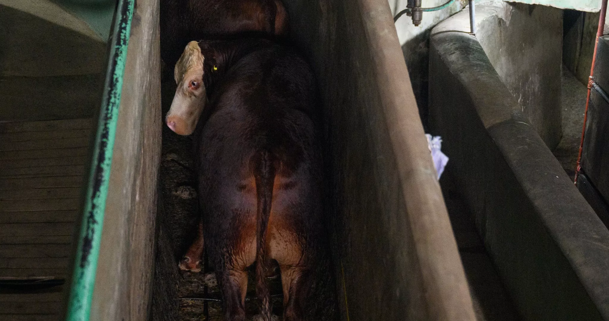 Argentina rechaza problemas de bienestar animal en matadero Santa Giulia; México lo suspendió desde abril 6 Imagen de la investigación realizada en Argentina