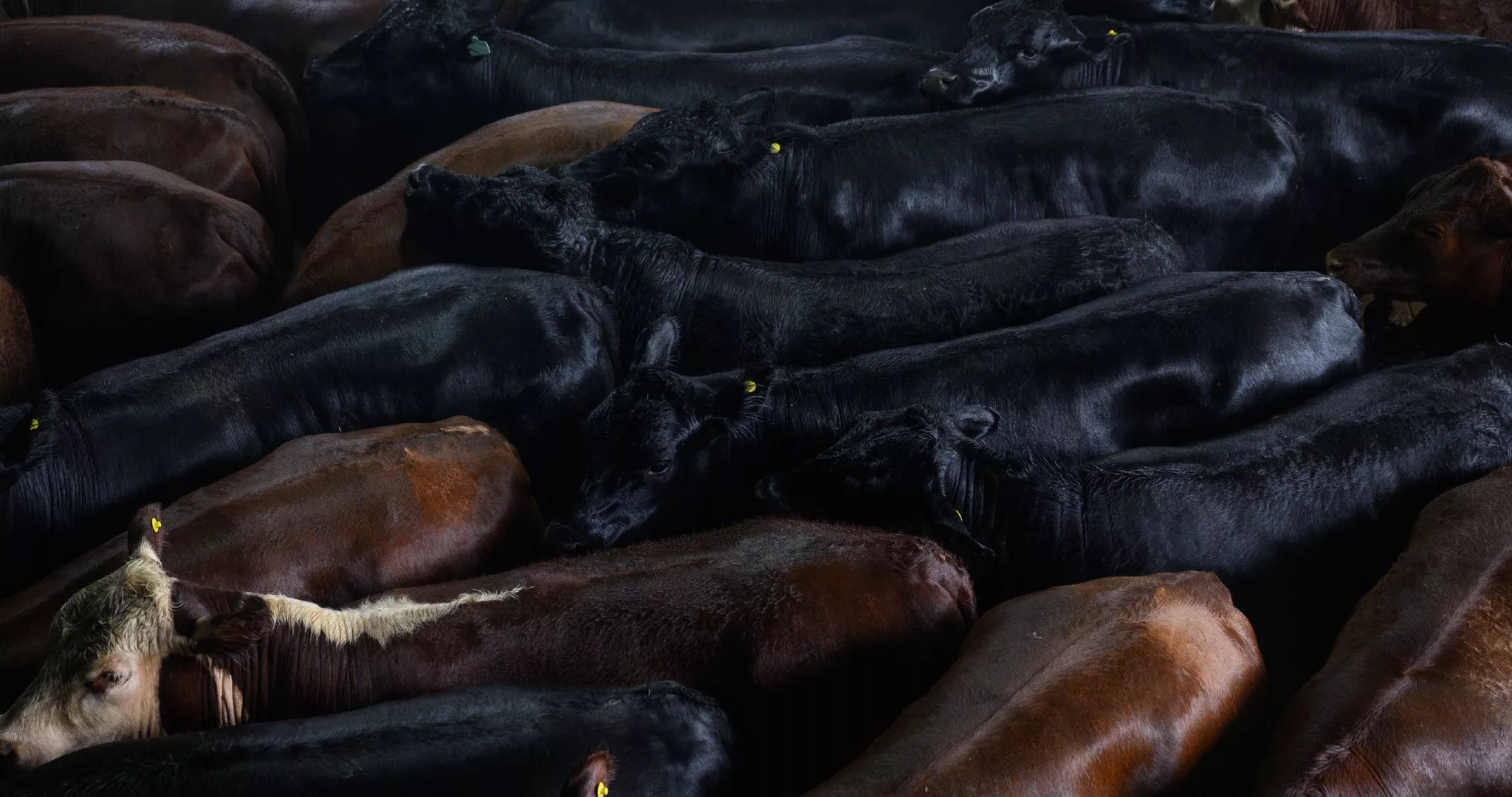 Argentina rechaza problemas de bienestar animal en matadero Santa Giulia; México lo suspendió desde abril 5