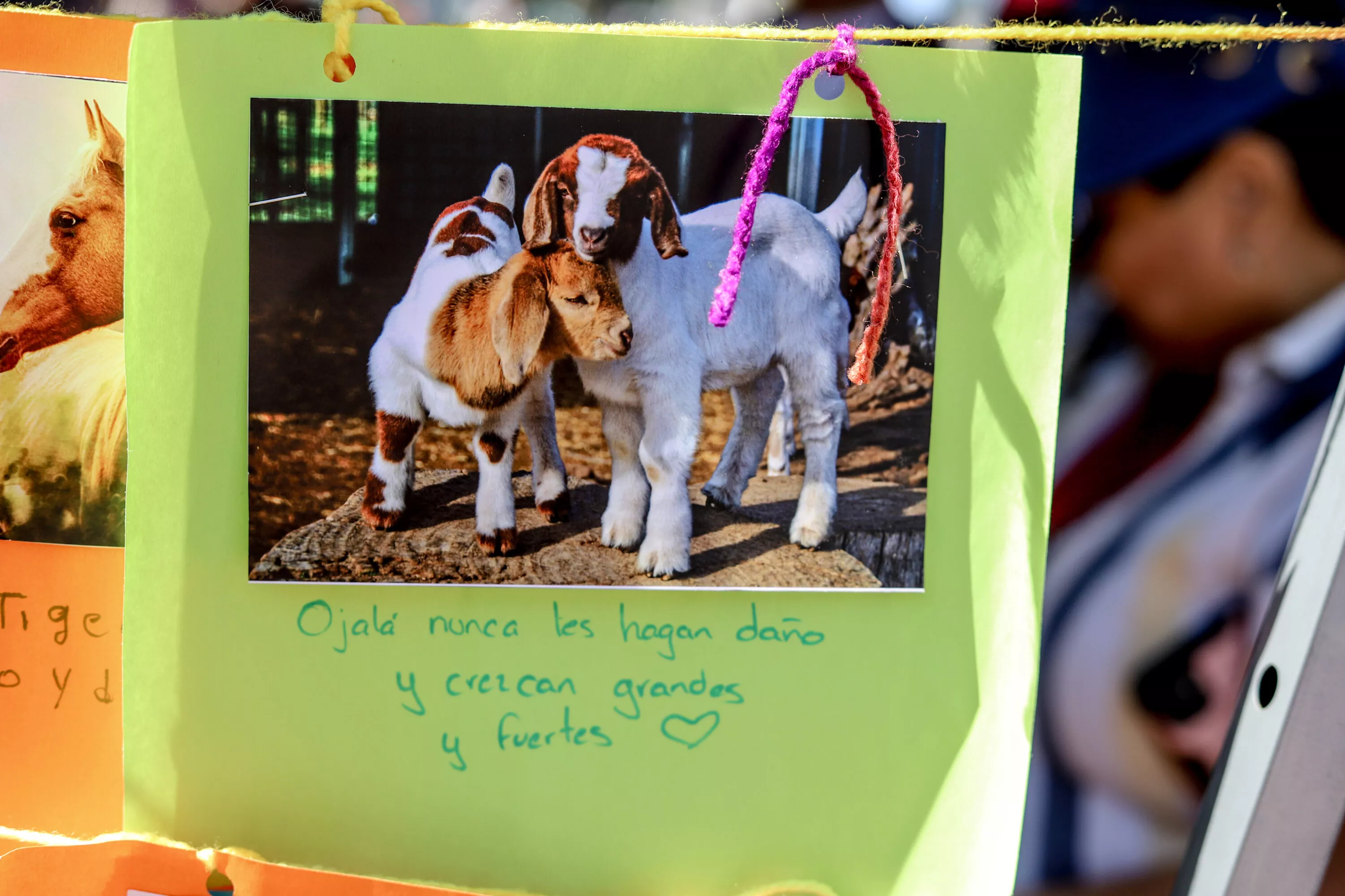 Niñas, niños y jóvenes se preocupan por los animales, revela encuesta del INE 7