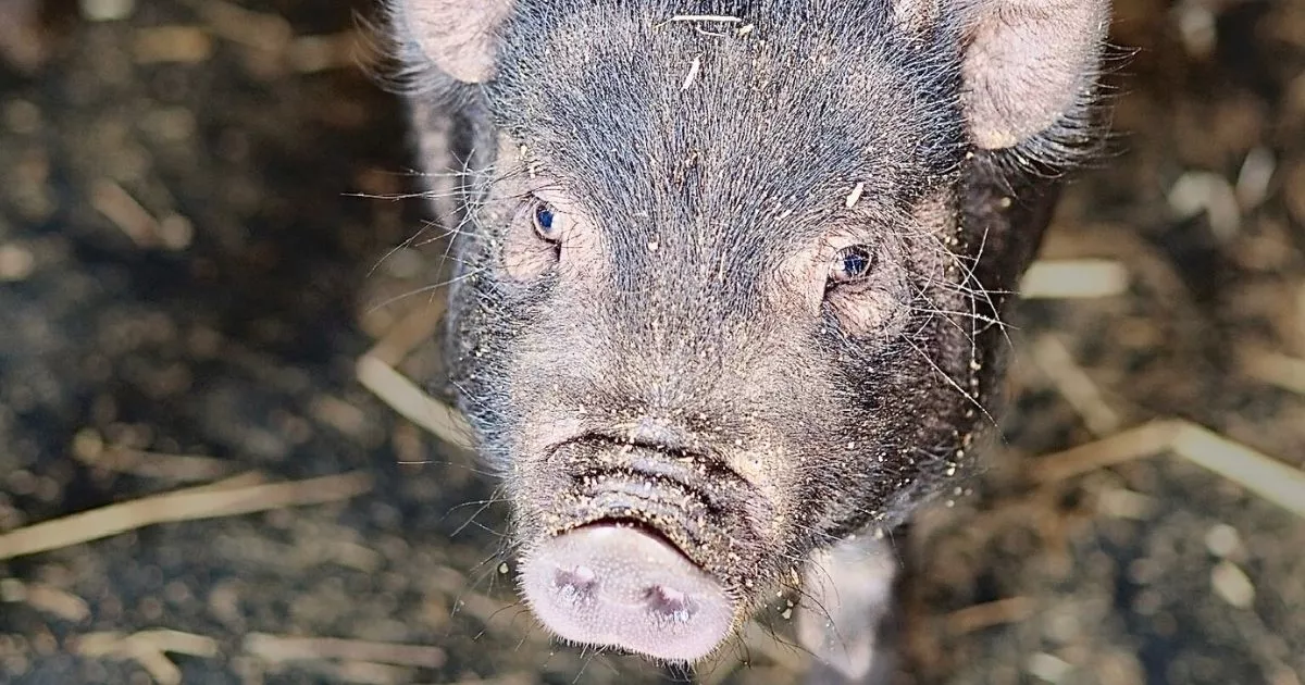 Reporte de impacto - otoño 2025. Imagen de un cerdo. 