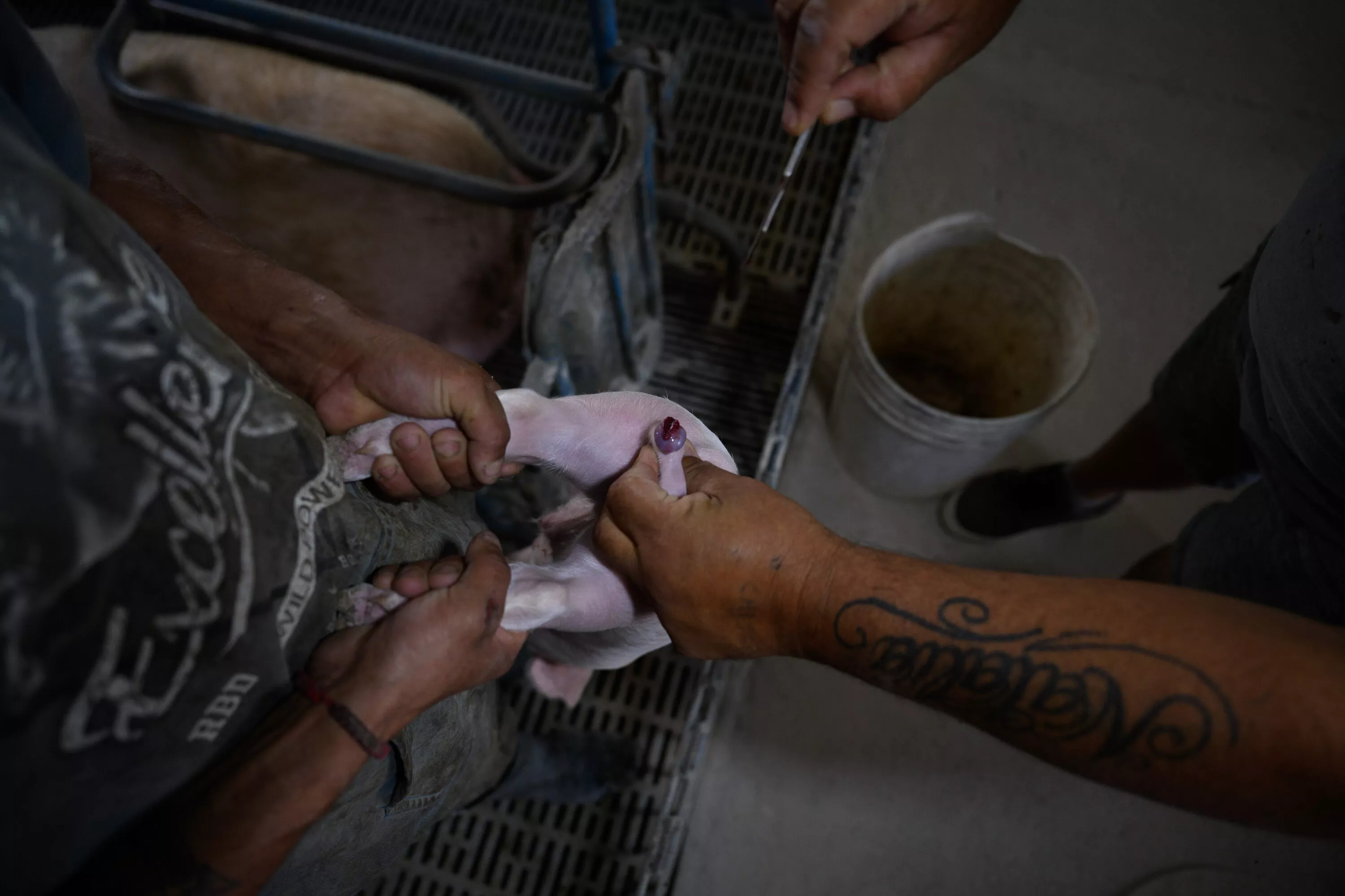 Argentina: Igualdad Animal evidencia la crueldad en la explotación de cerdos 5 Castración sin anestesia en granjas de cerdos de Argentina