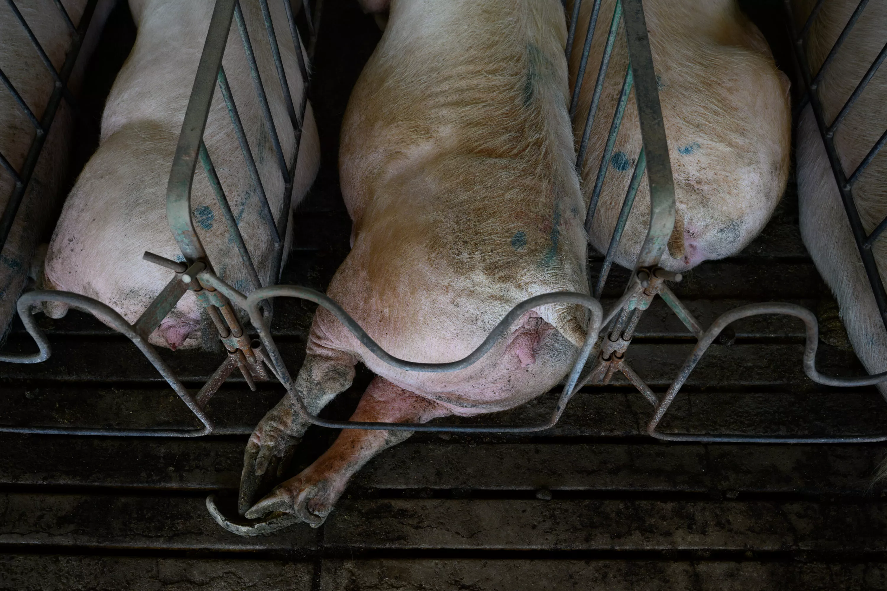 Argentina: Igualdad Animal evidencia la crueldad en la explotación de cerdos 6