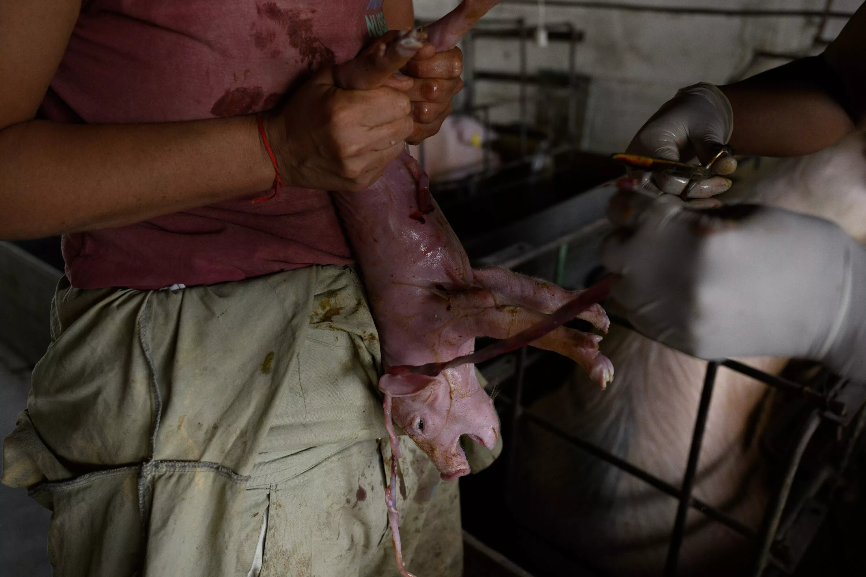 Denunciamos los hechos documentados en granjas de Argentina 