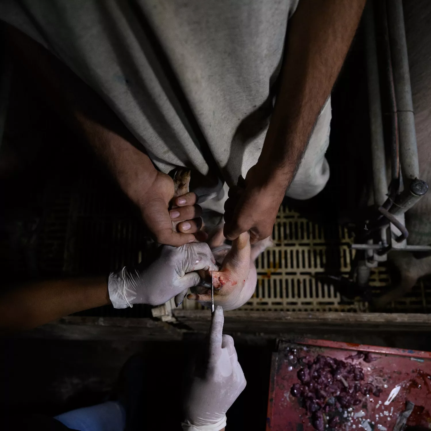 Presentamos denuncia ante Senasa por los hechos documentados en granjas de cerdos de Argentina