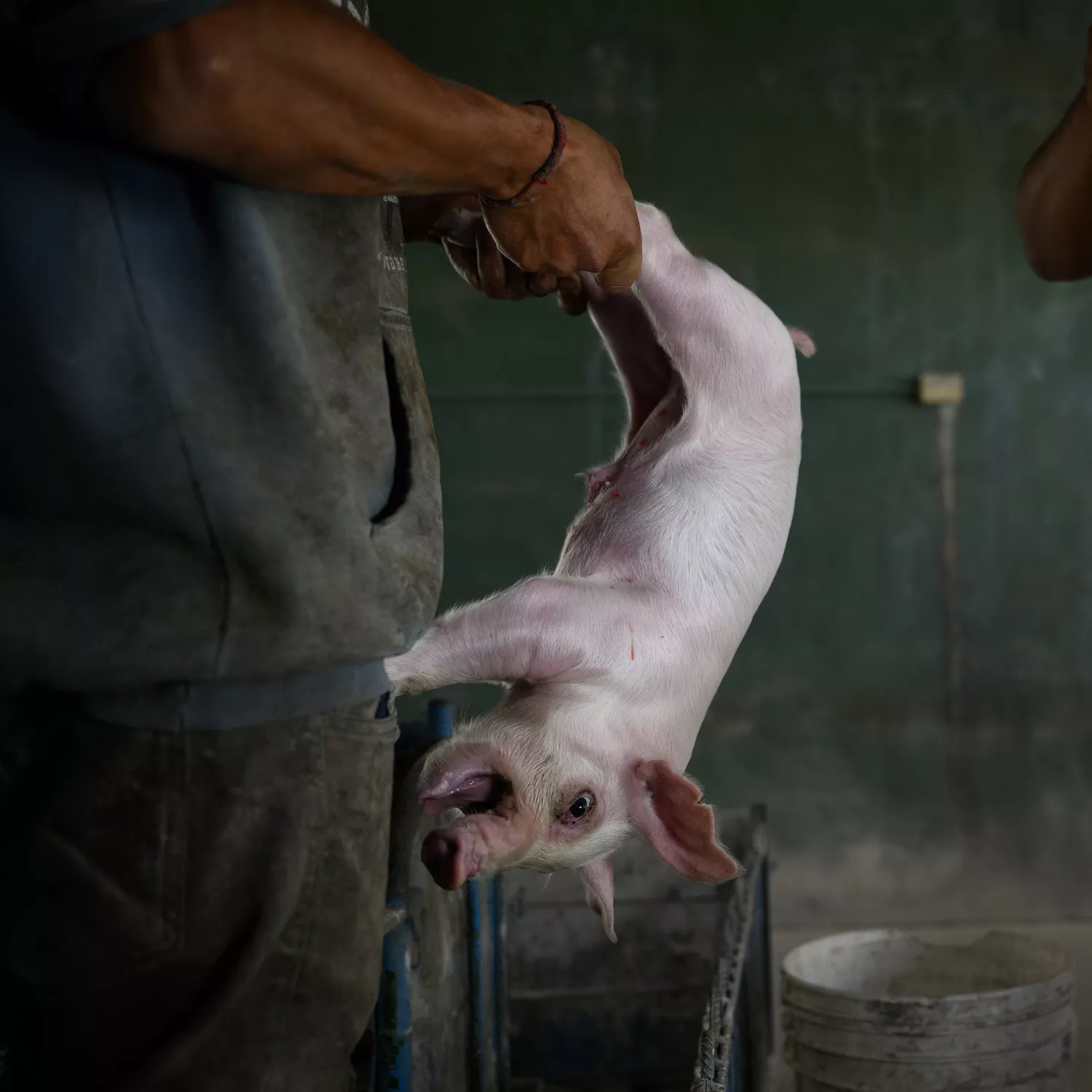 Foto: Igualdad Animal / Aitor Garmendia