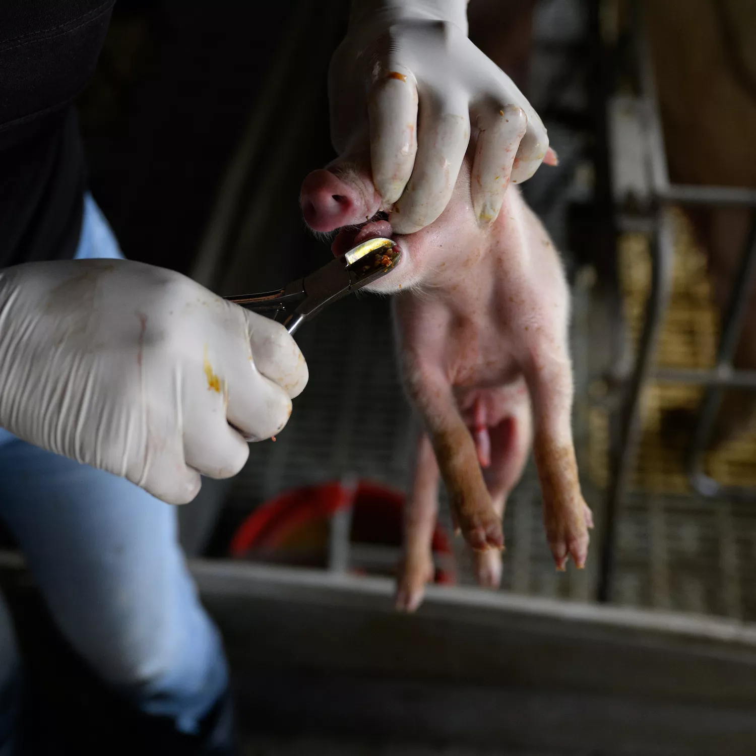 Cerdos Argentina 4 Foto: Igualdad Animal / Aitor Garmendia