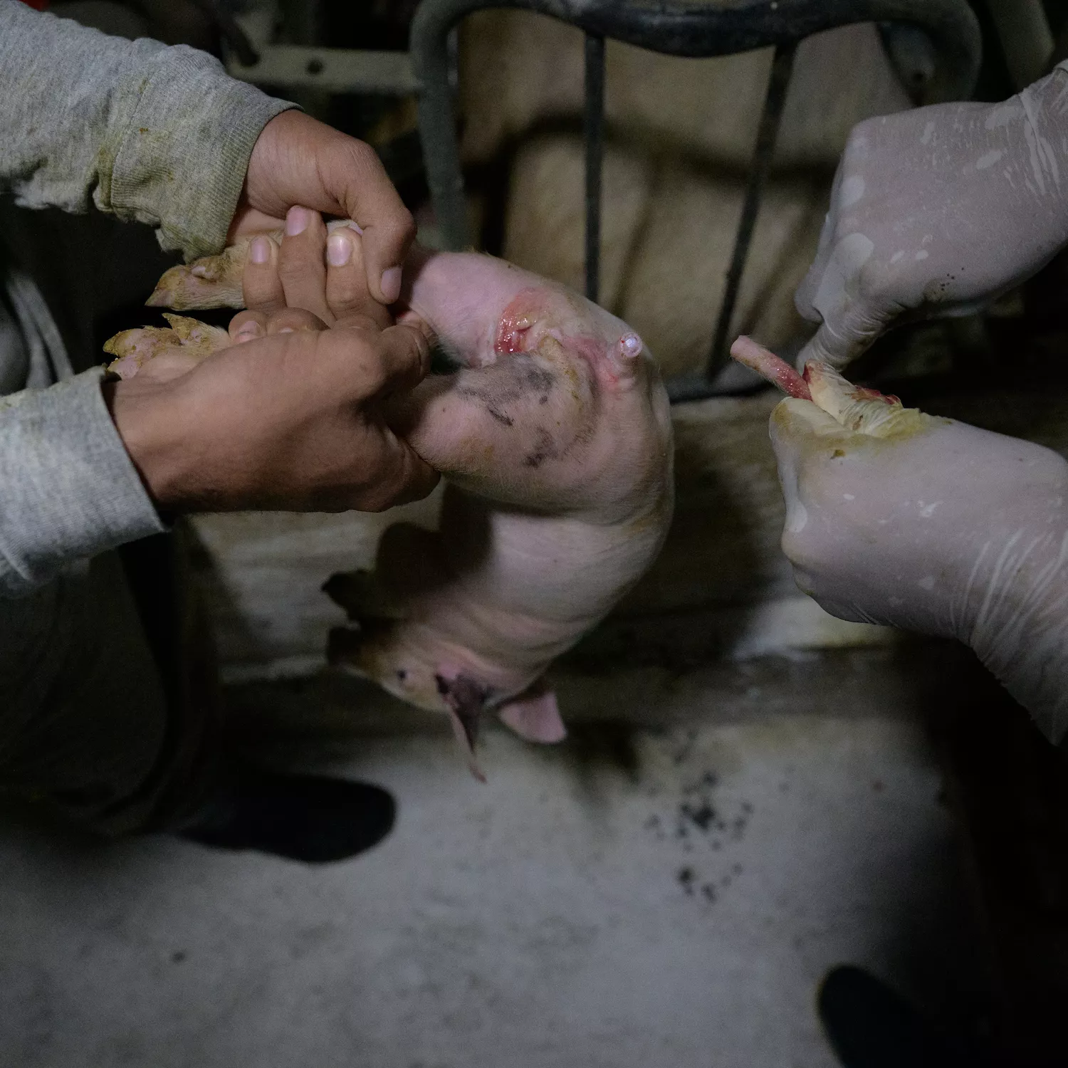 Cerdos Argentina 5 Foto: Igualdad Animal / Aitor Garmendia