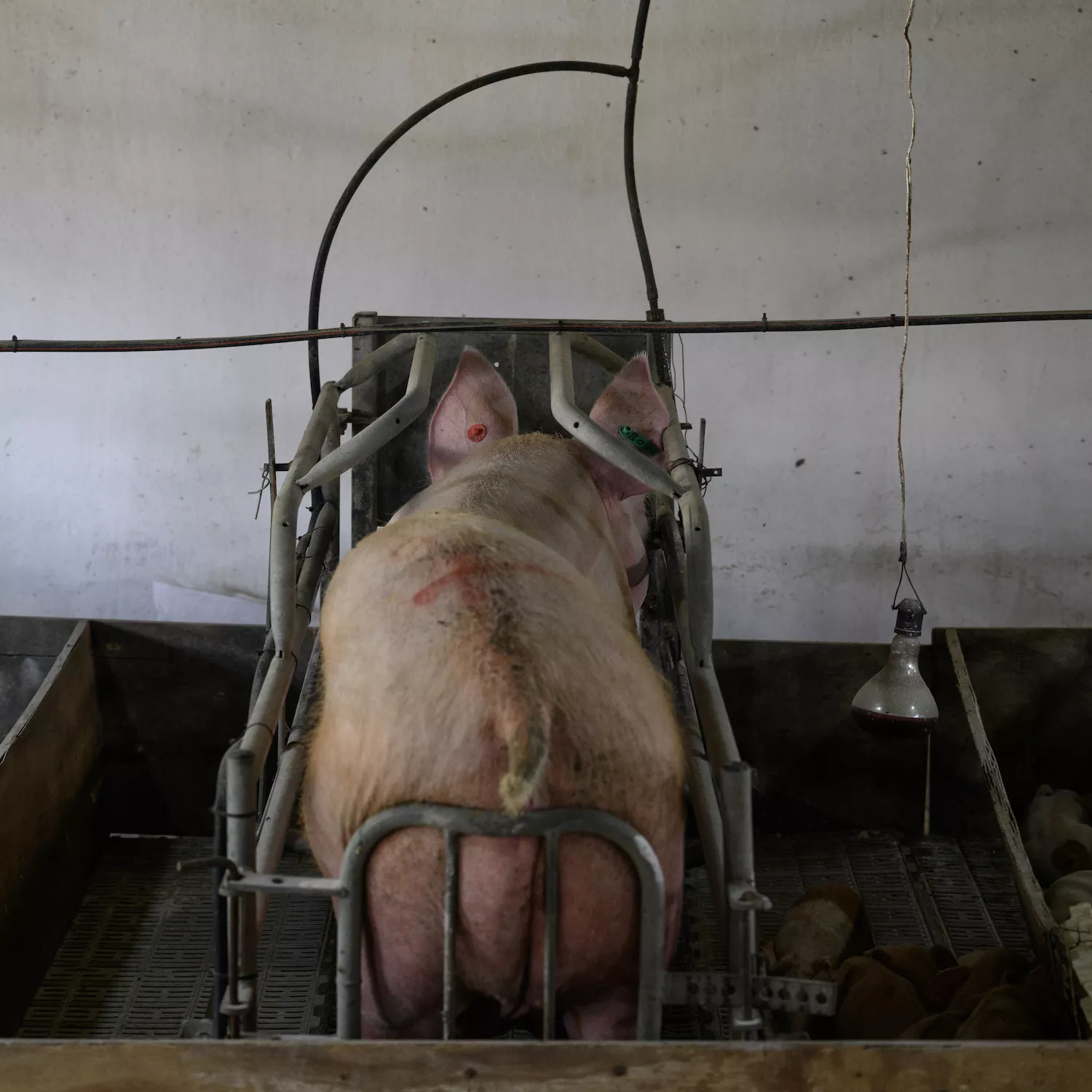 Cerdos Argentina 6 Foto: Igualdad Animal / Aitor Garmendia