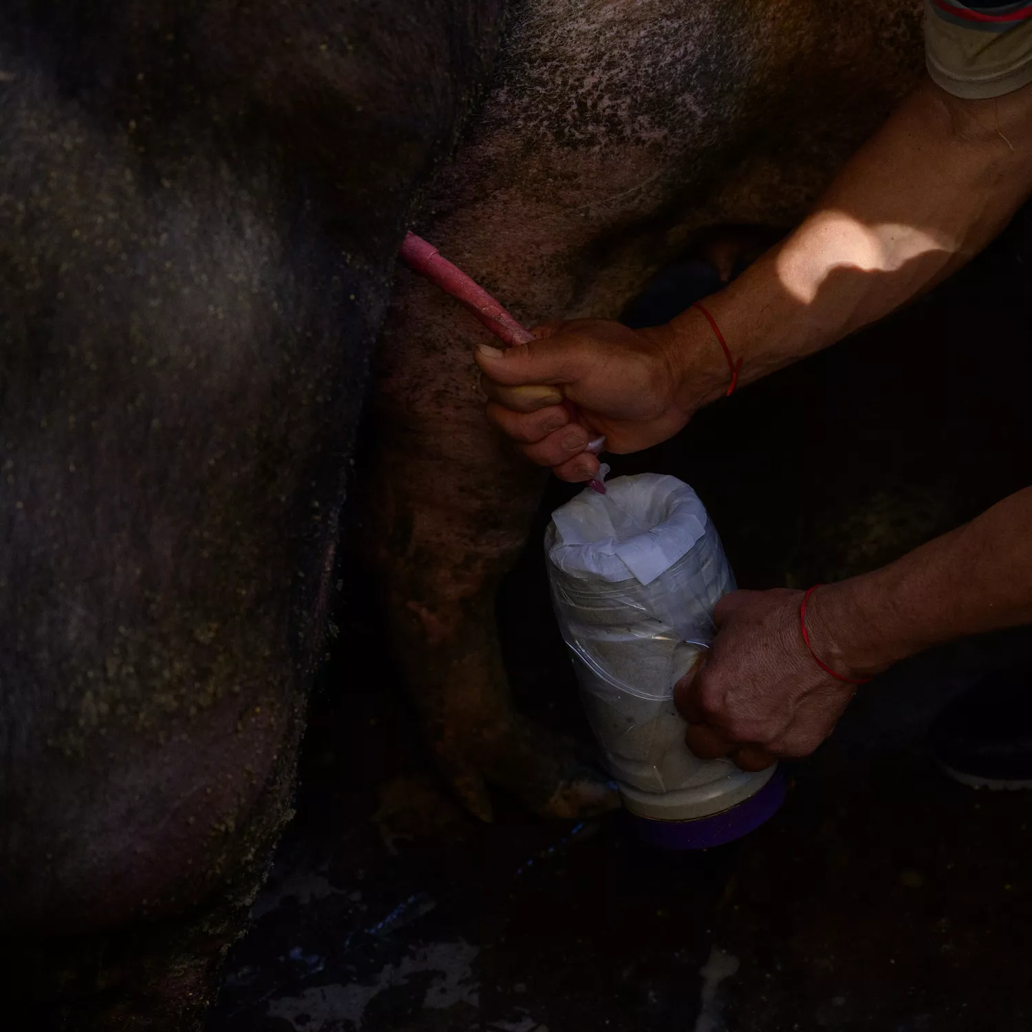 Cerdos Argentina 7 Foto: Igualdad Animal / Aitor Garmendia