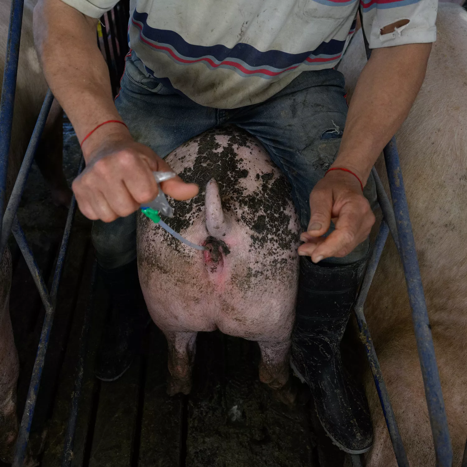 Cerdos Argentina 8 Foto: Igualdad Animal / Aitor Garmendia