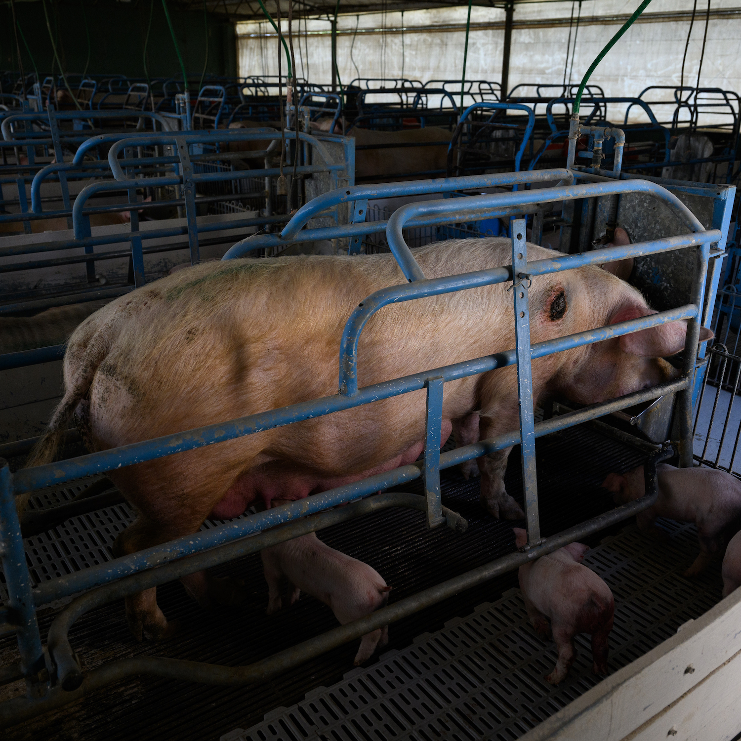 Foto: Igualdad Animal / Aitor Garmendia