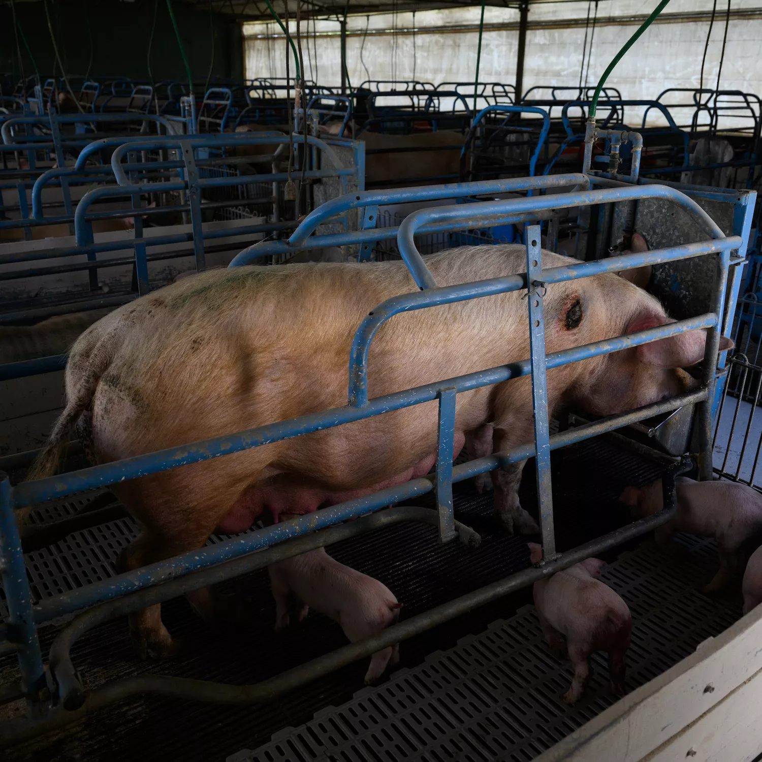 Cerdos Argentina 9 Foto: Igualdad Animal / Aitor Garmendia
