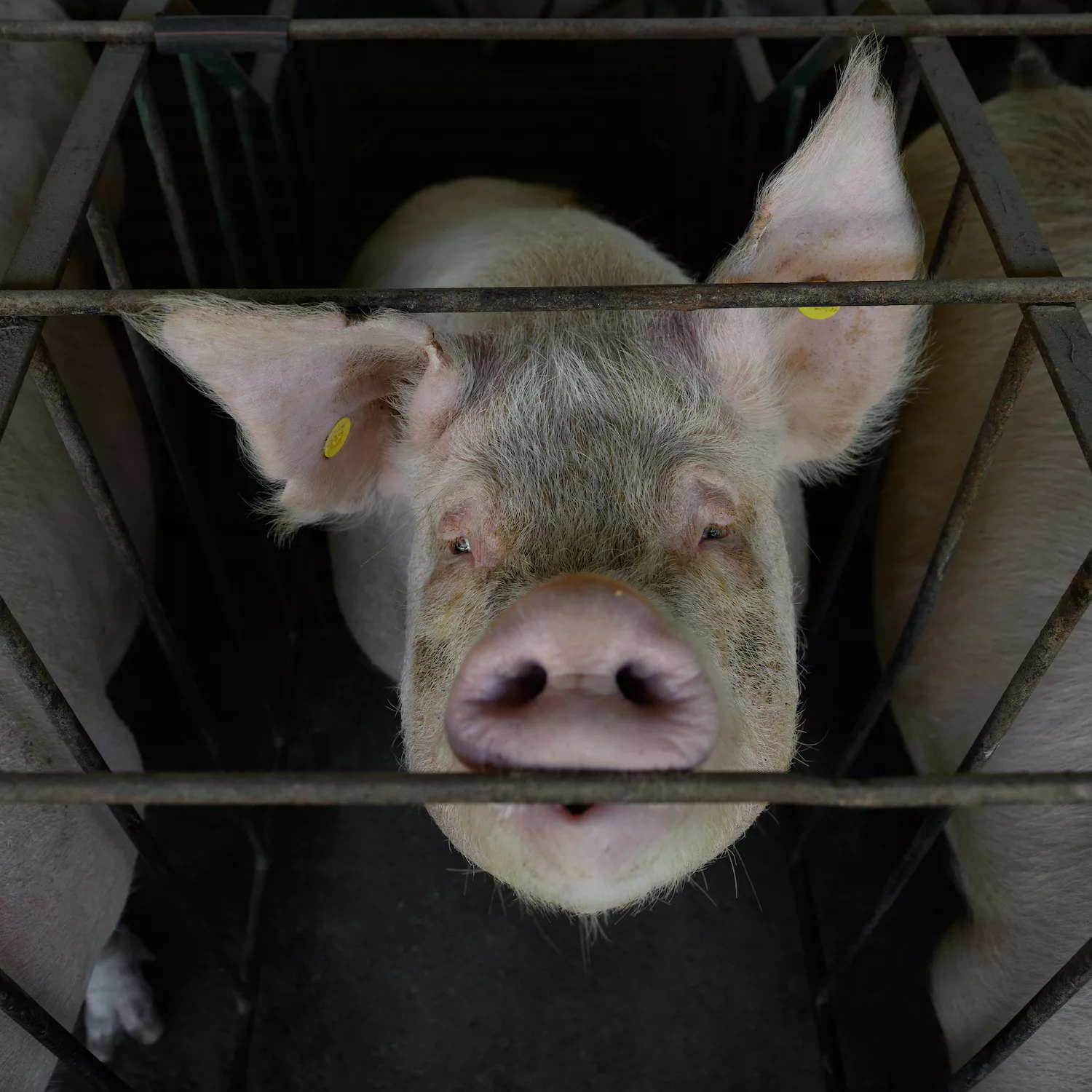 Cerdos Argentina 10 Foto: Igualdad Animal / Aitor Garmendia