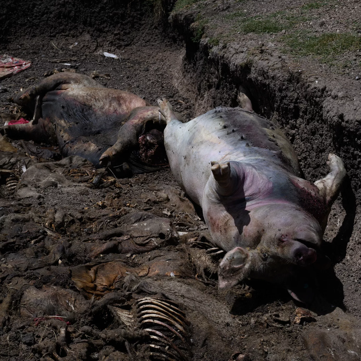 Cerdos Argentina 11 Foto: Igualdad Animal / Aitor Garmendia