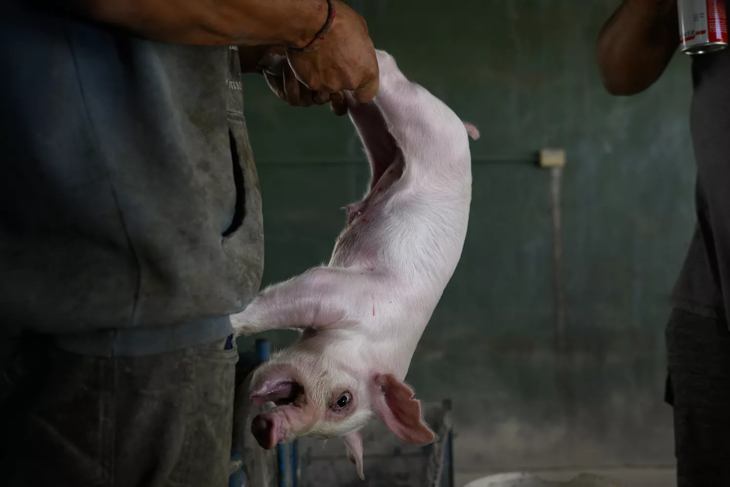 Cerdos Argentina 1 Foto: Igualdad Animal / Aitor Garmendia