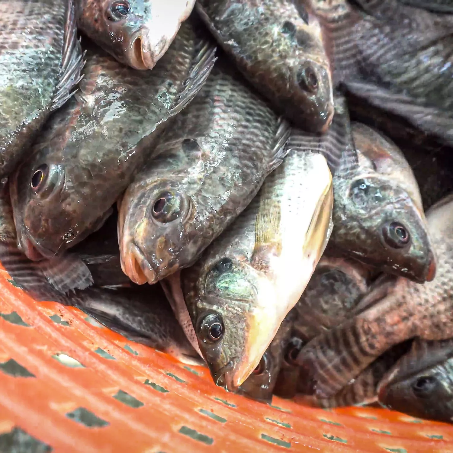 Presentan iniciativa para proteger a los peces en México 3 Presentan iniciativa para proteger a los peces en México