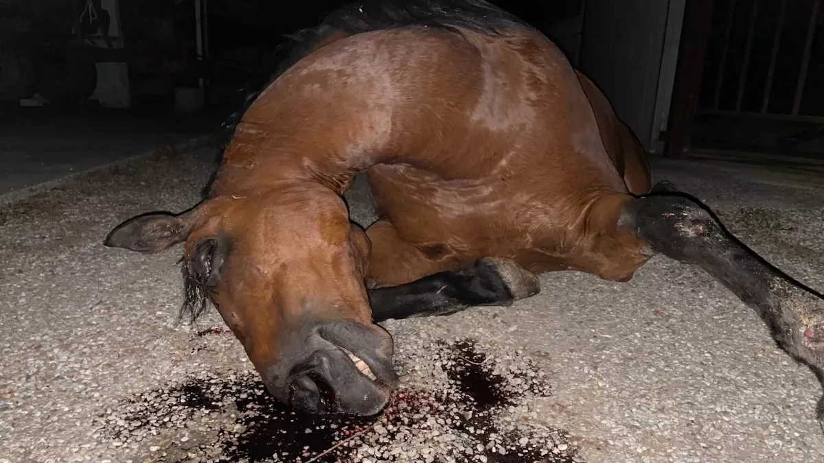 Nueva investigación en Italia revela maltrato grave hacia caballos en un rastro 5 Caballo poco antes de ser degollado en rastro de Italia