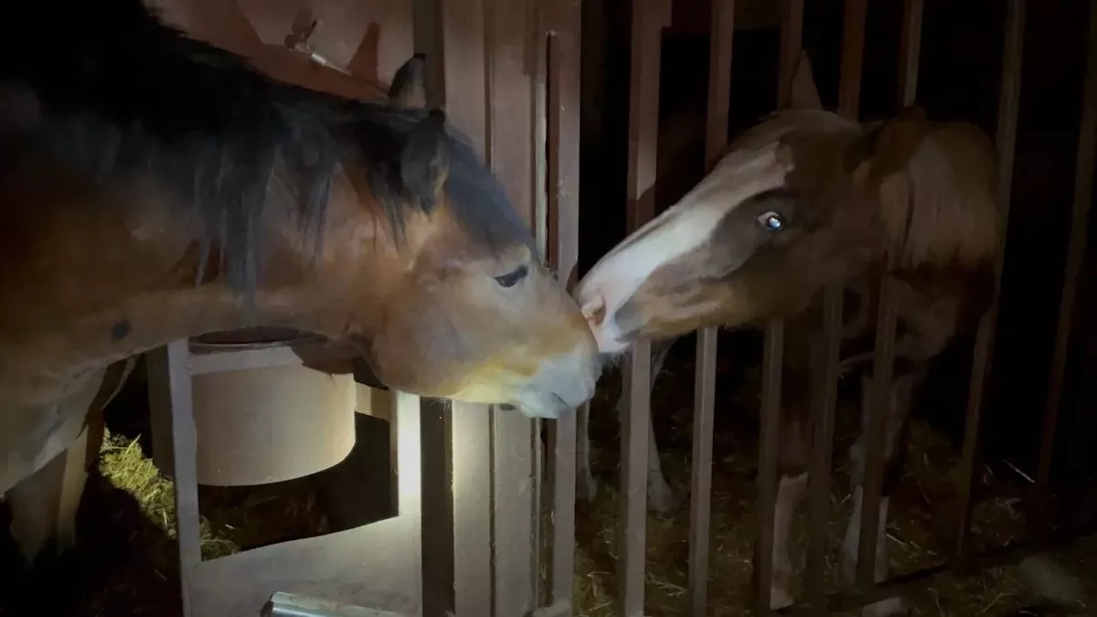 Nueva investigación en Italia revela maltrato grave hacia caballos en un rastro 7 Caballos buscándose a través de los barrotes de los establos de un rastro de Italia