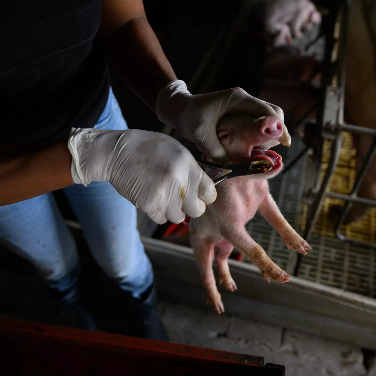 Foto: Igualdad Animal / Aitor Garmendia