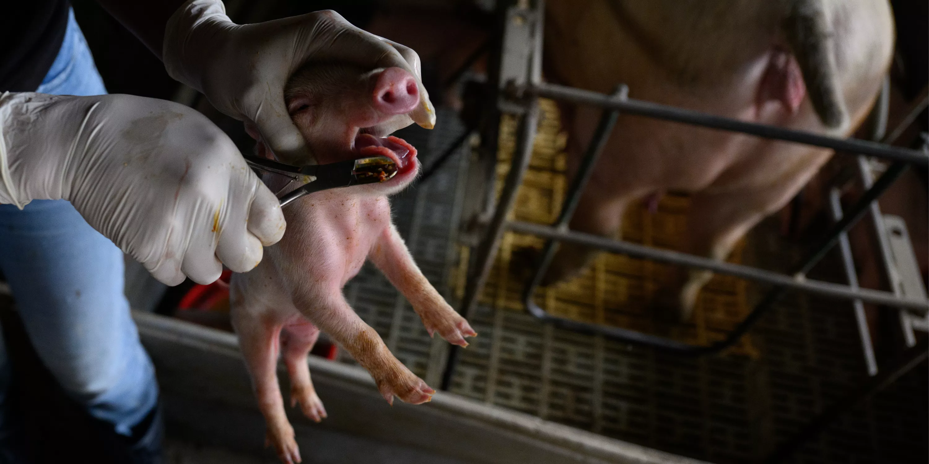 Foto: Igualdad Animal / Aitor Garmendia