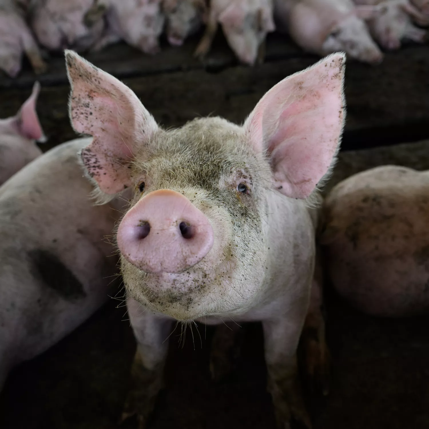 Cerdos Argentina 2 Foto: Igualdad Animal / Aitor Garmendia