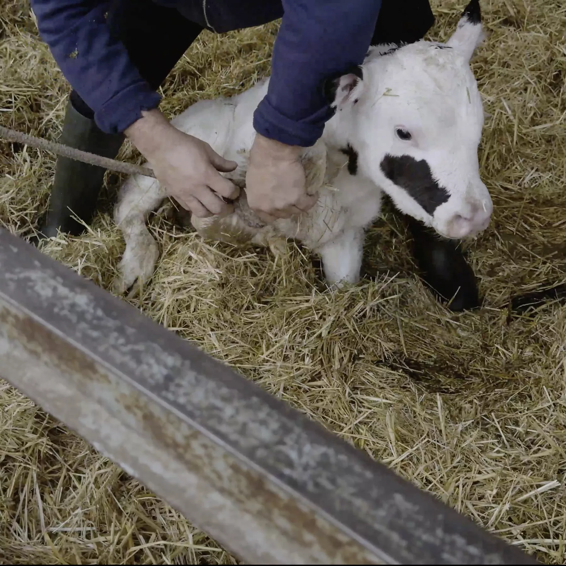 Leche de vaca: maltrato a terneros recién nacidos 5 Leche de vaca: maltrato a terneros recién nacidos