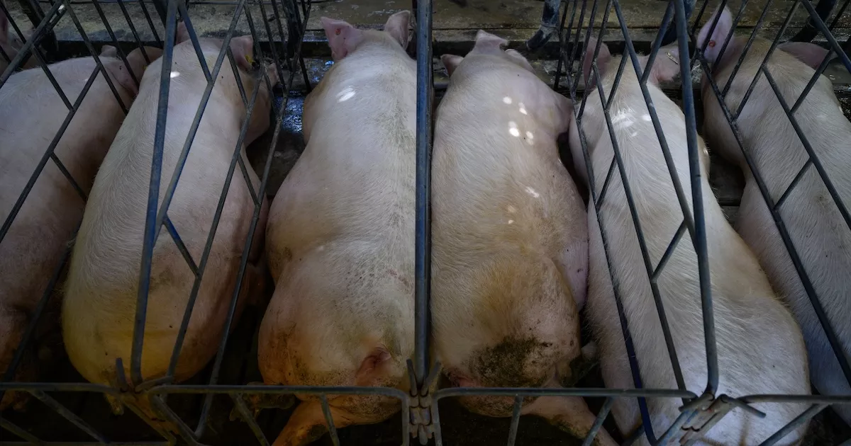 El Senasa informó que el uso de jaulas no está regulado en la ganadería intensiva.