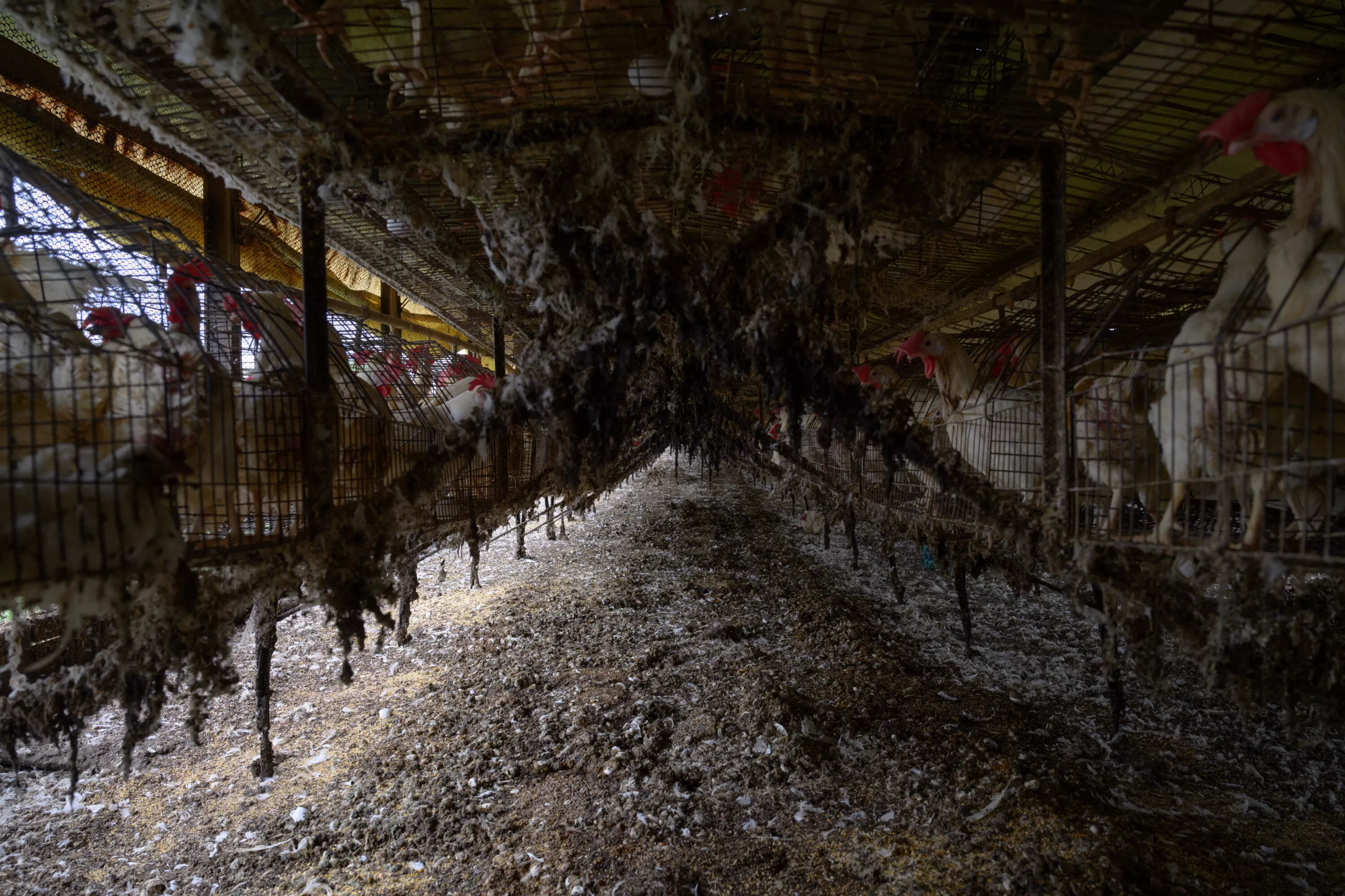 Revelan explotación de gallinas en jaulas por la industria del huevo en Argentina 1 Gallinas en jaulas para producción de huevo, Argentina.