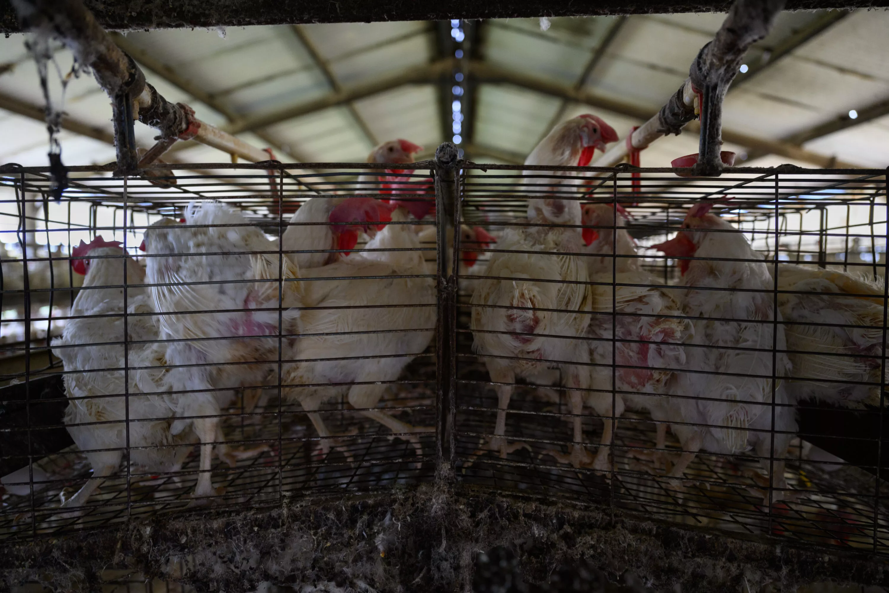 Revelan explotación de gallinas en jaulas por la industria del huevo en Argentina 2 Gallinas hacinadas en jaulas.