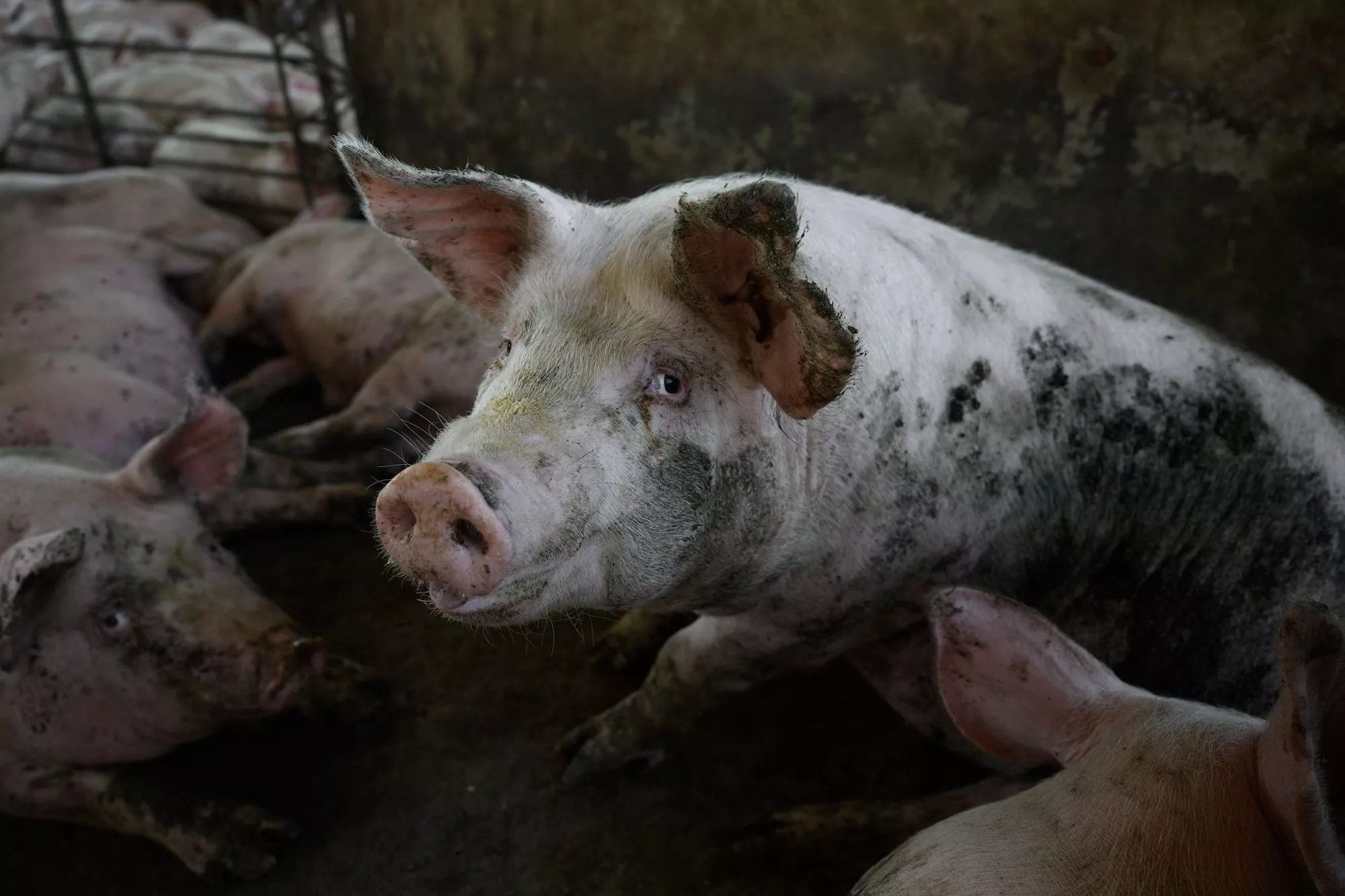 Igualdad Animal / Aitor Garmendia