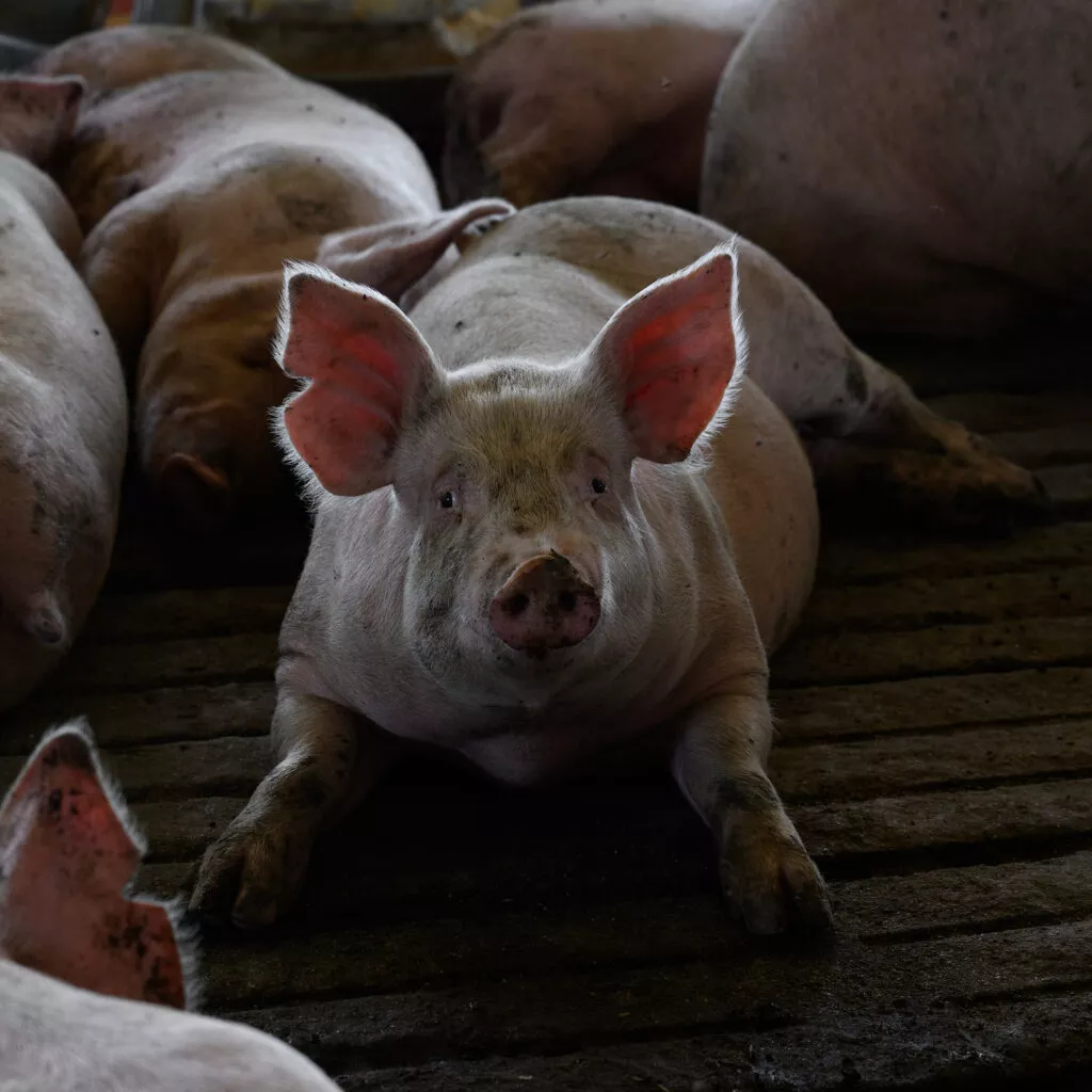 Igualdad Animal / Aitor Garmendia