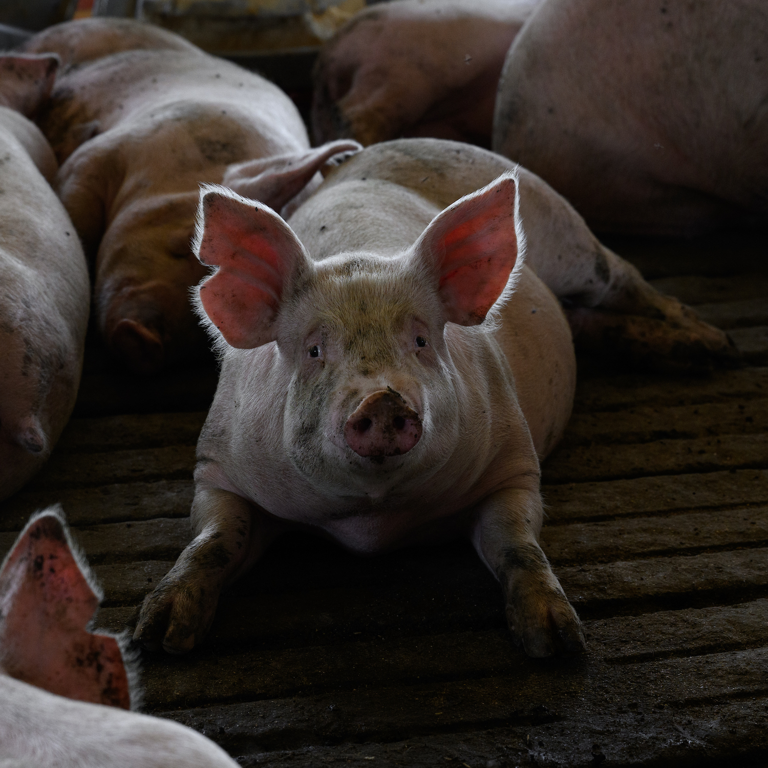 Igualdad Animal / Aitor Garmendia