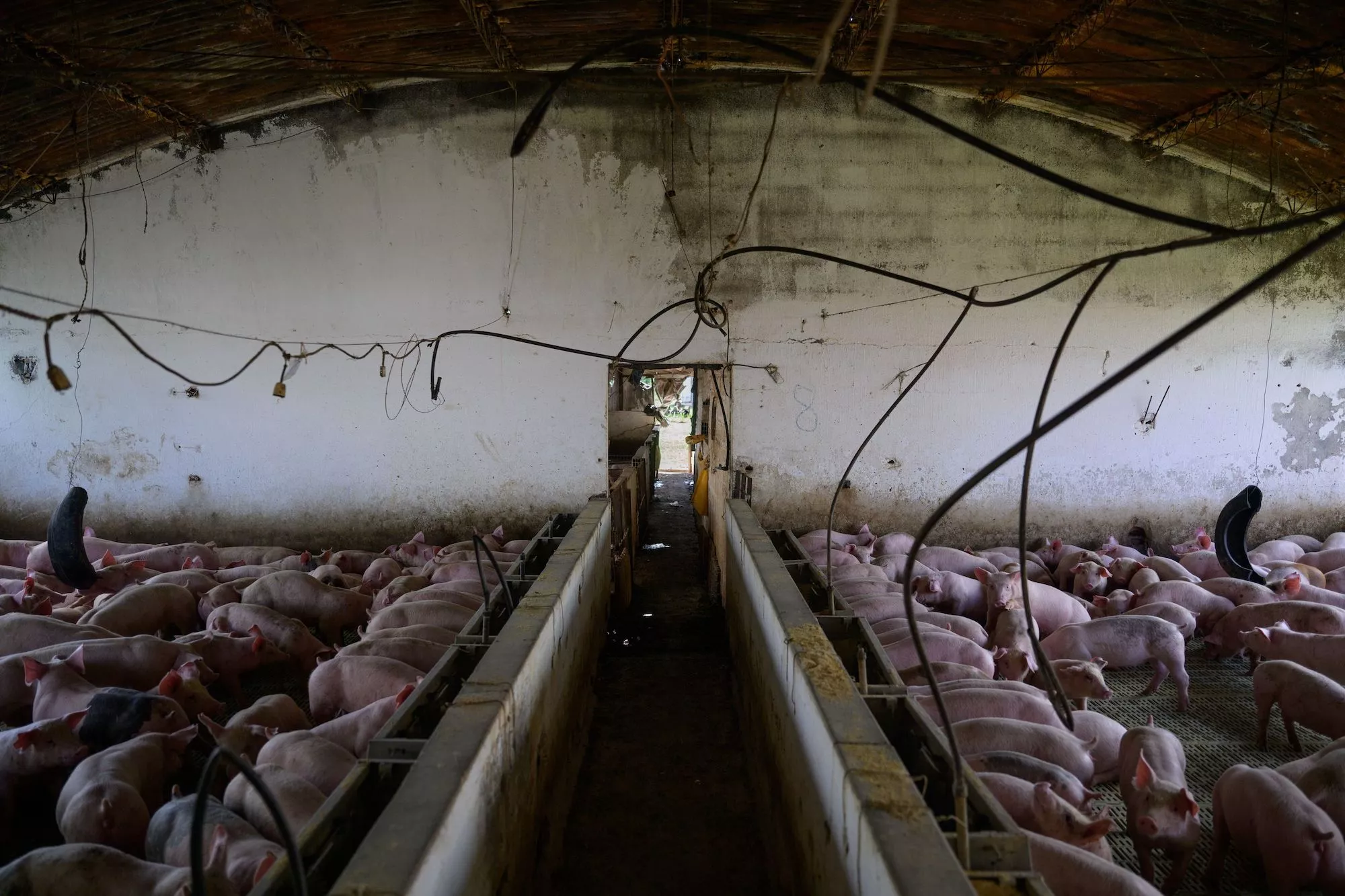 Igualdad Animal / Aitor Garmendia