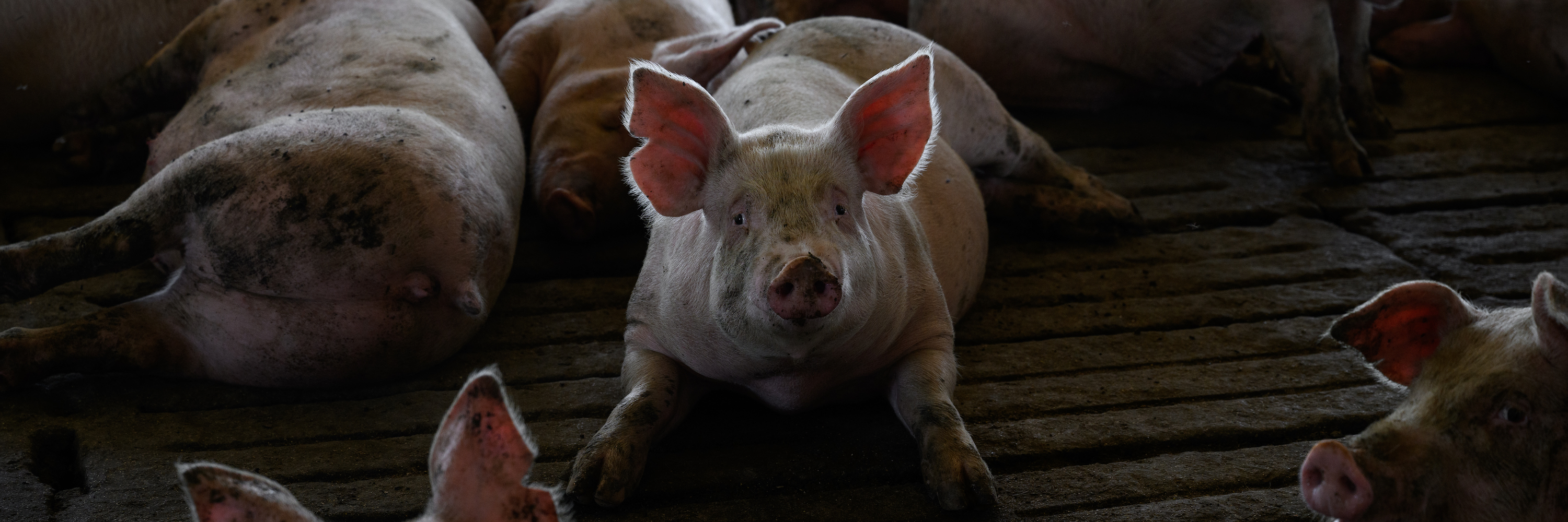 Igualdad Animal / Aitor Garmendia