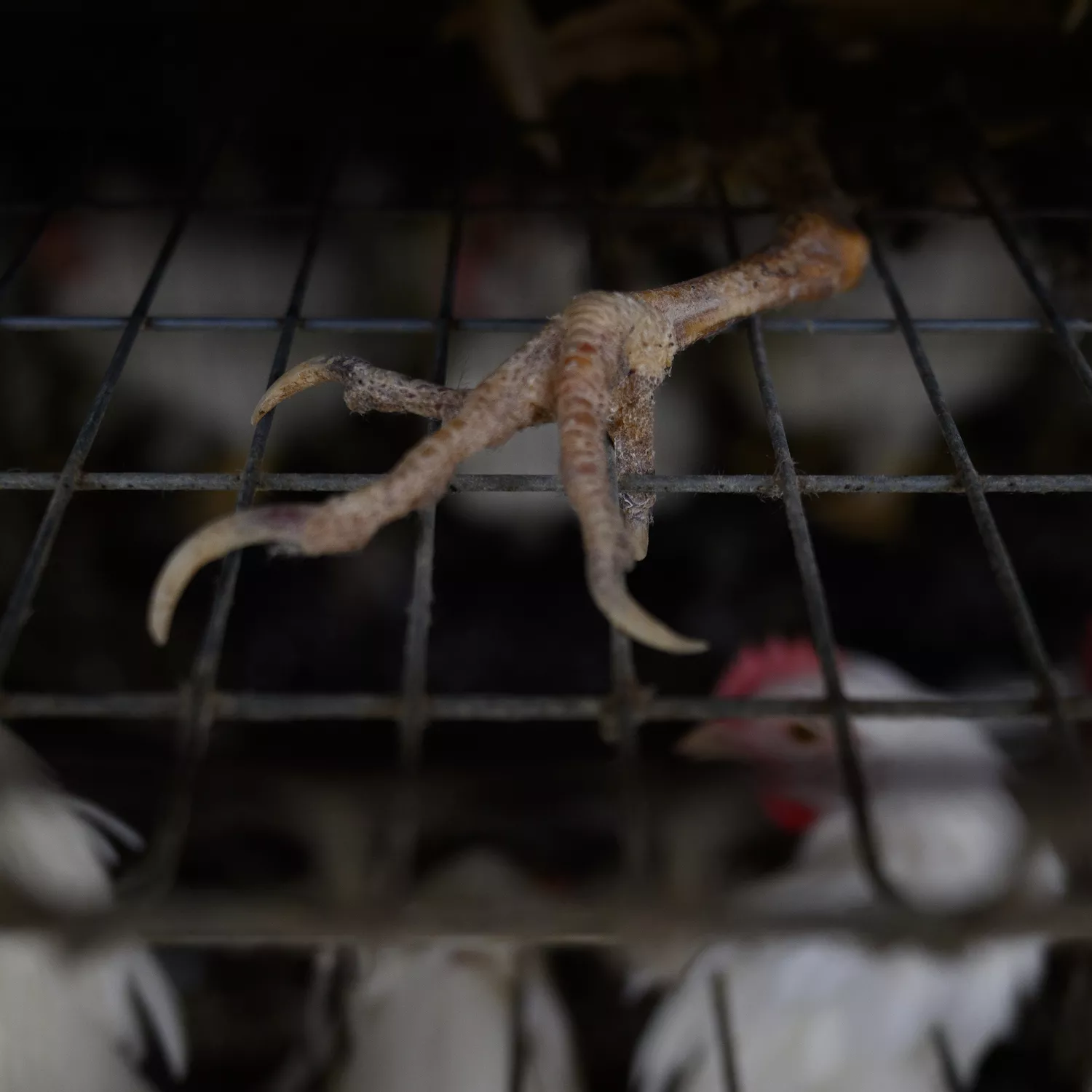 Igualdad Animal / Aitor Garmendia