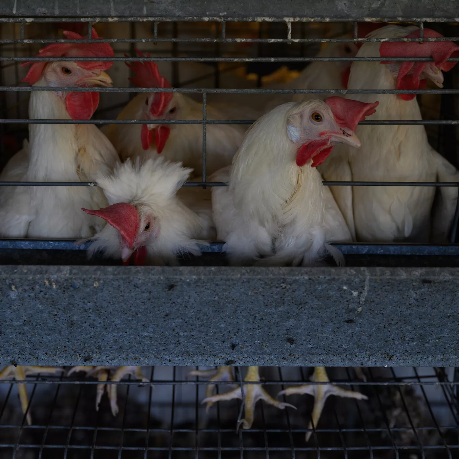 Igualdad Animal / Aitor Garmendia