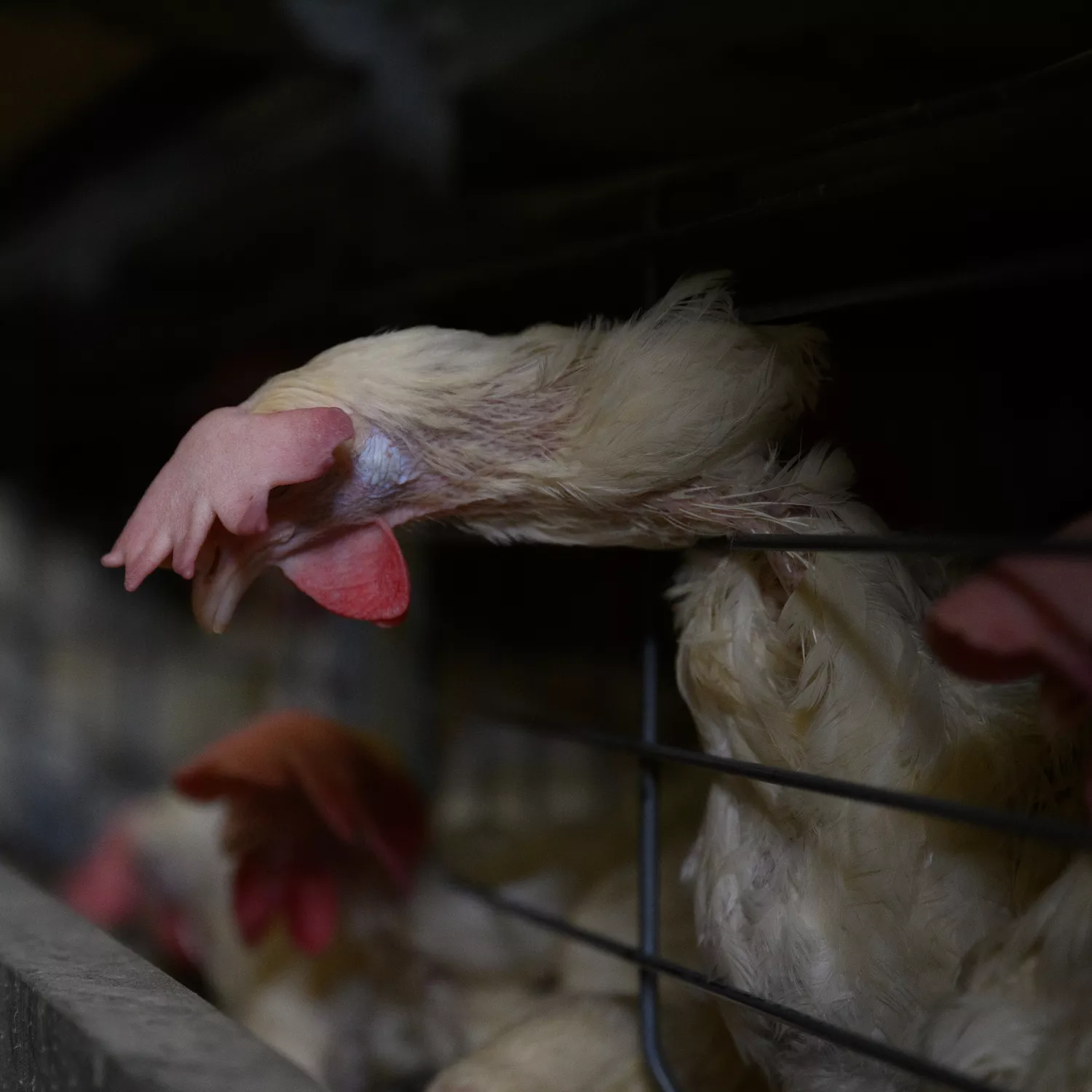 Igualdad Animal / Aitor Garmendia