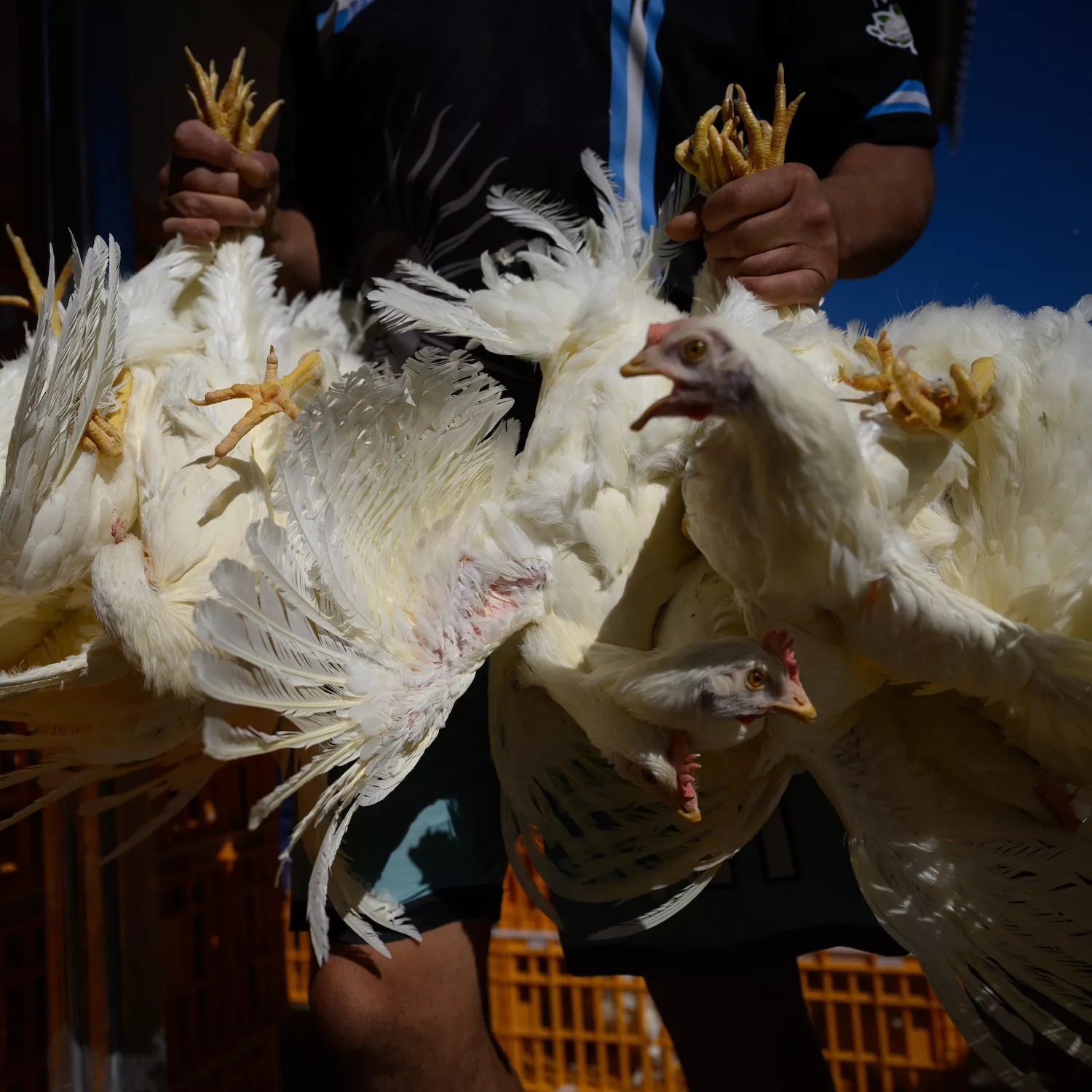 Igualdad Animal / Aitor Garmendia