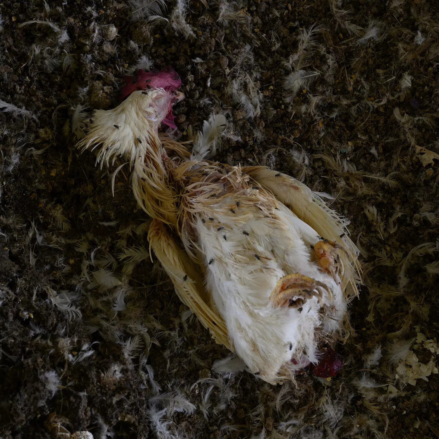 Igualdad Animal / Aitor Garmendia