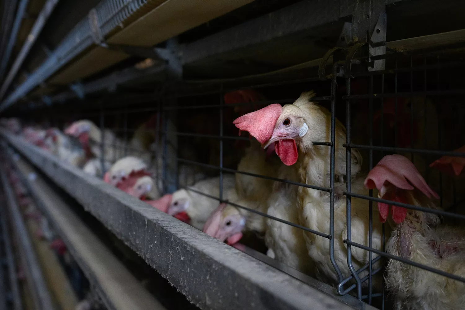 Igualdad Animal / Aitor Garmendia