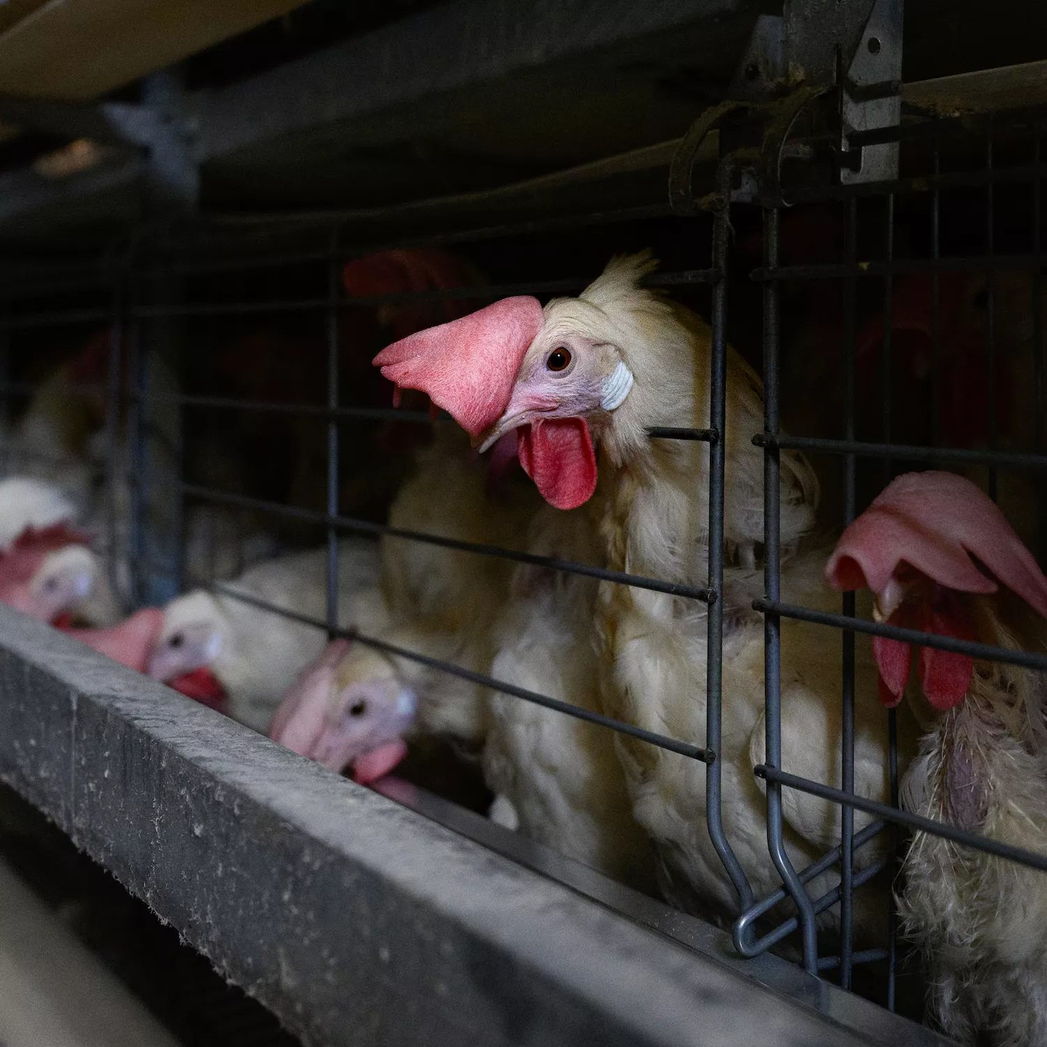 Igualdad Animal / Aitor Garmendia