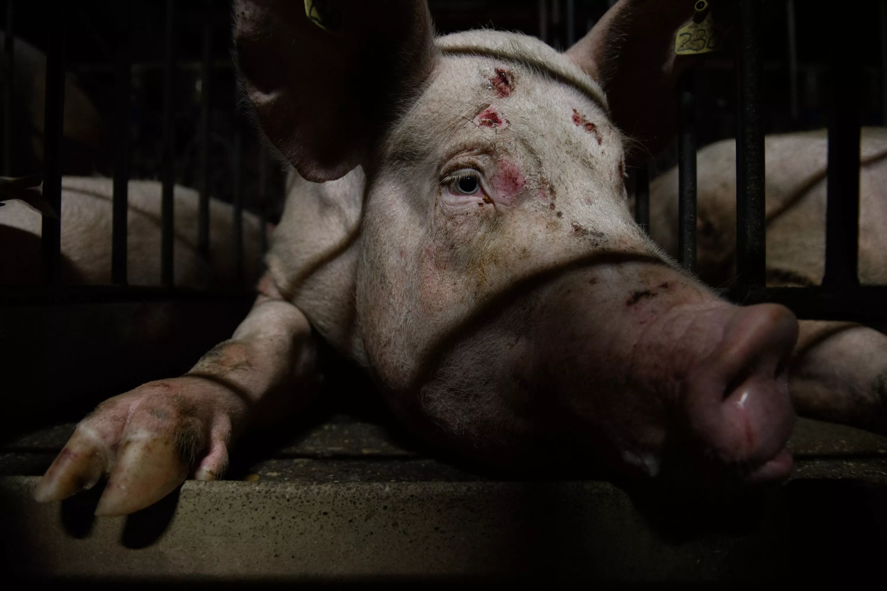 Cerdo con heridas en granja ubicada en España.