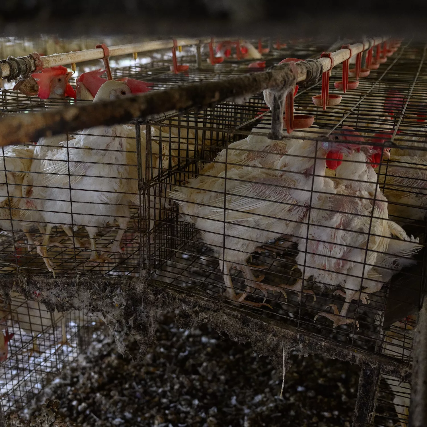 Denunciamos a granjas industriales de gallinas en Argentina 