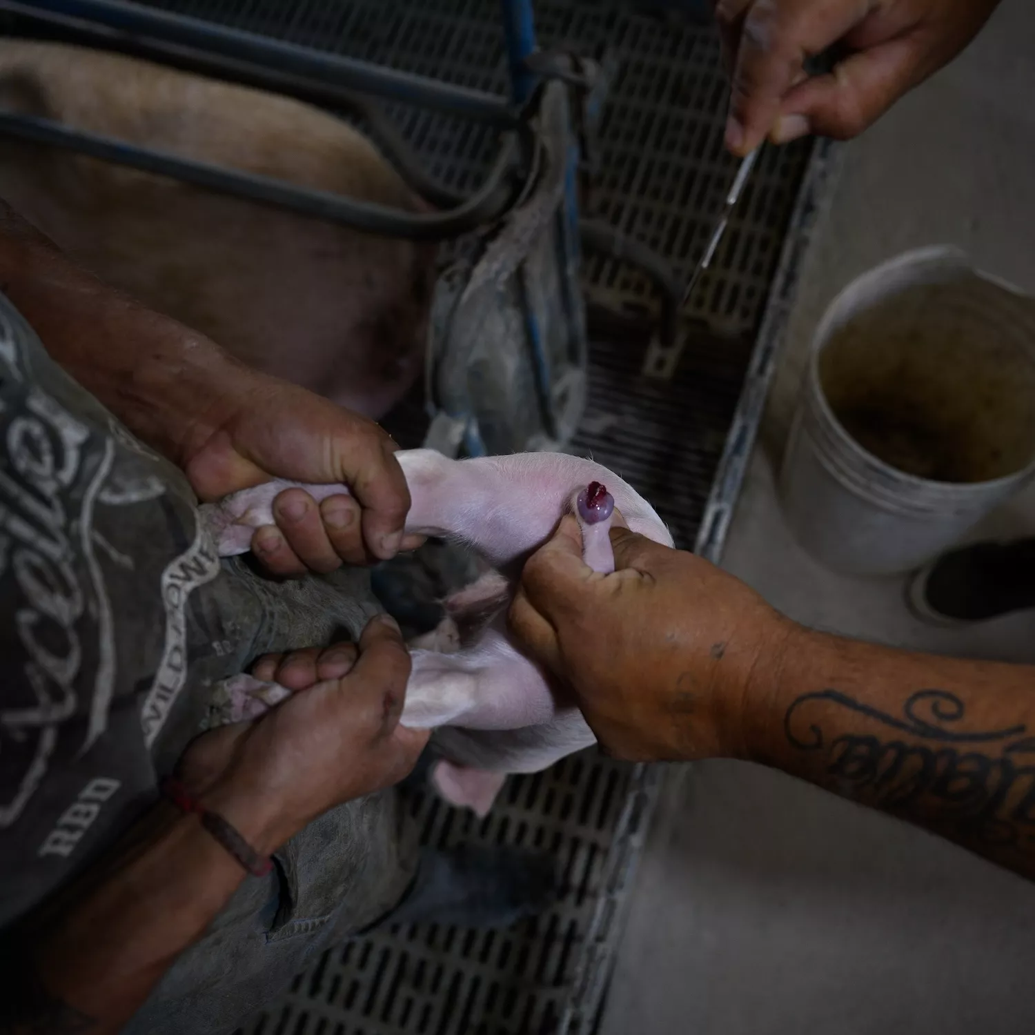 Senasa confirma mutilaciones sin anestesia en granja investigada por Igualdad Animal