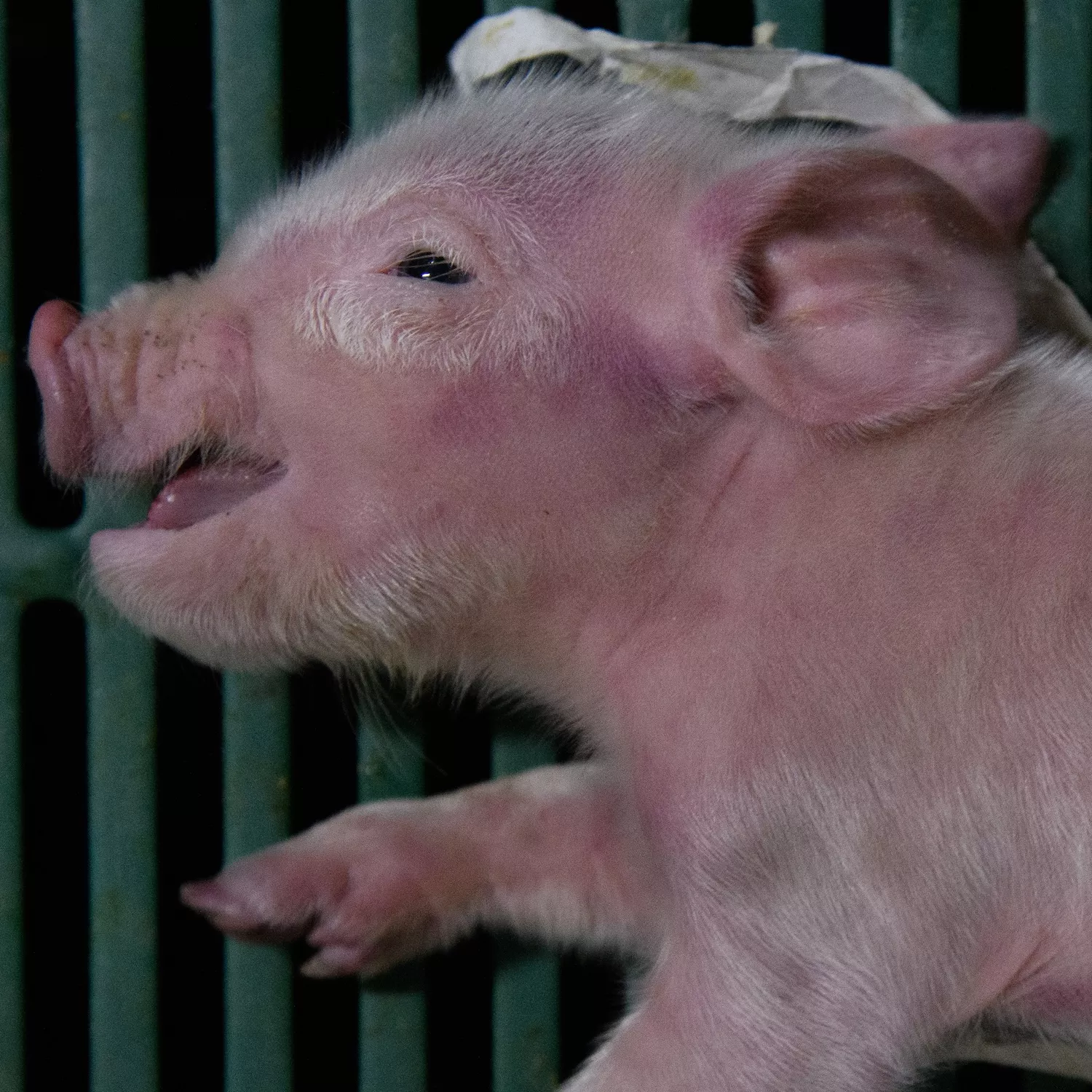 Denunciamos granjas de cerdos en España por crueldad extrema 1 Denunciamos granjas de cerdos en España por crueldad extrema