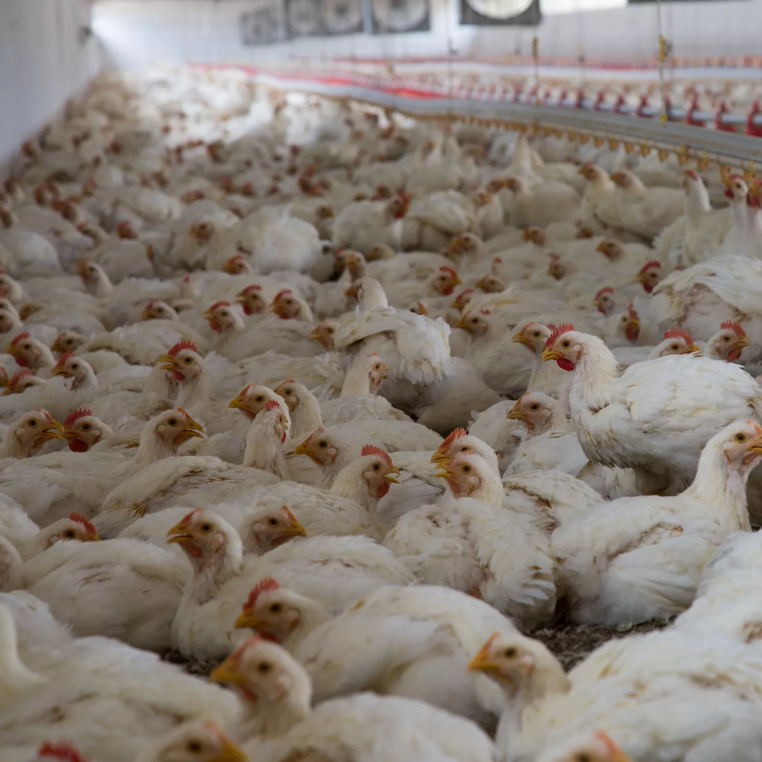 Noruega dirá adiós a los pollos de crecimiento rápido