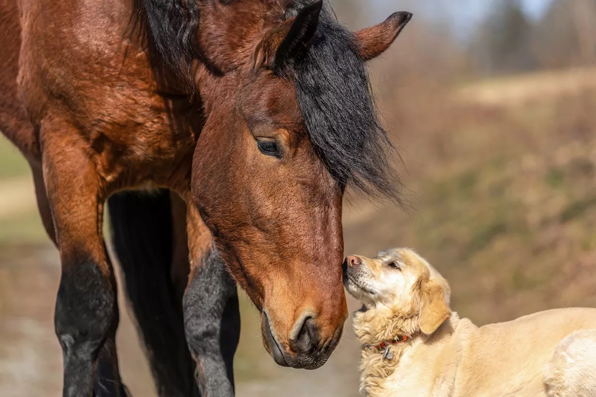 Los animales deben ser reconocidos como seres sintientes.